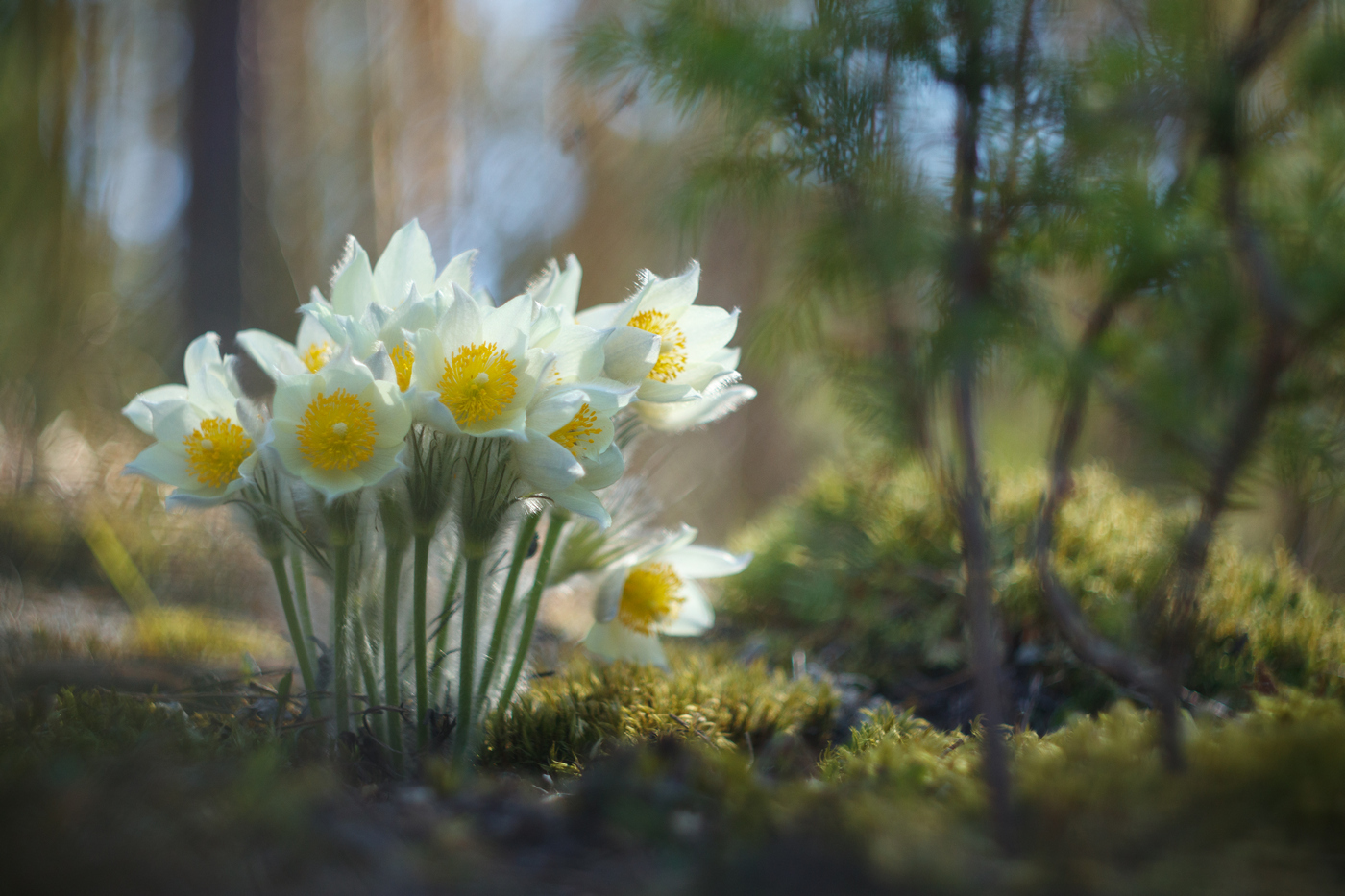 Backache - My, Macro photography, The nature of Russia, The photo, Plants, Longpost