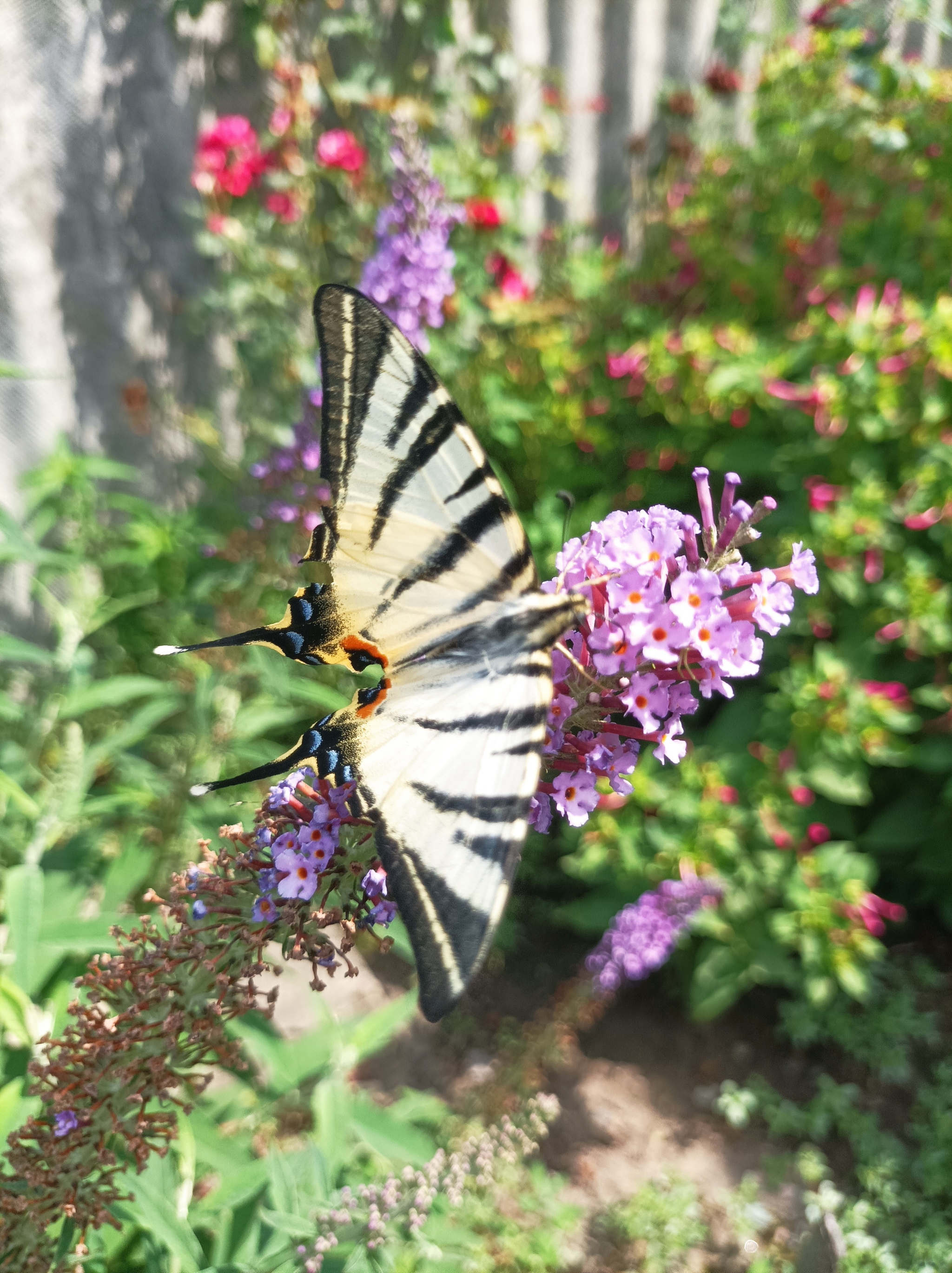 Butterfly Podalirium - Butterfly, Fly like a butterfly, Amazing, Video, Vertical video, Longpost, Mobile photography