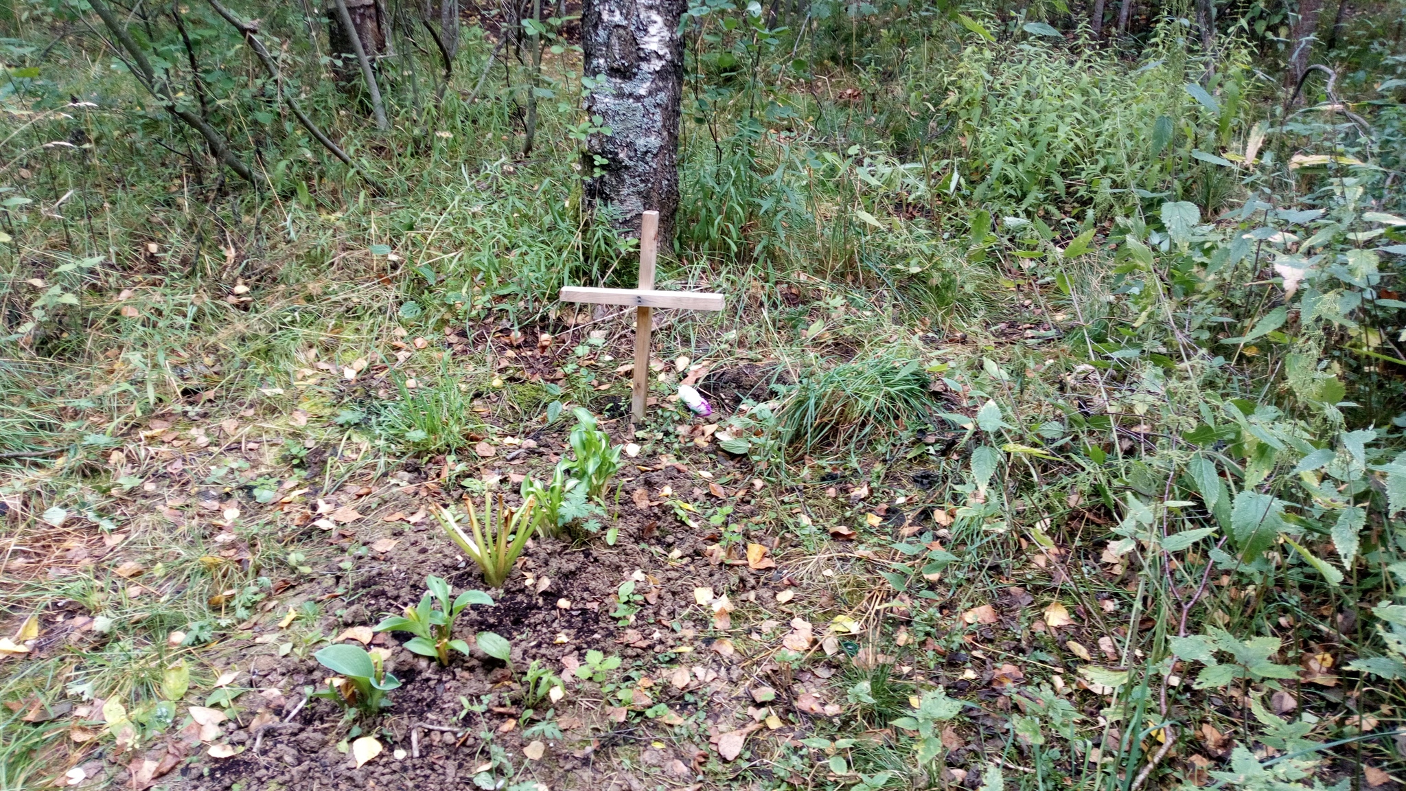 Necropolis - My, Necropolis, Forest Park, Public place, Grave, Velikiy Novgorod