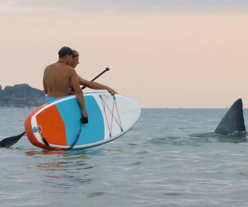 She doesn't bite! - The photo, Shark, Sea, Surfing