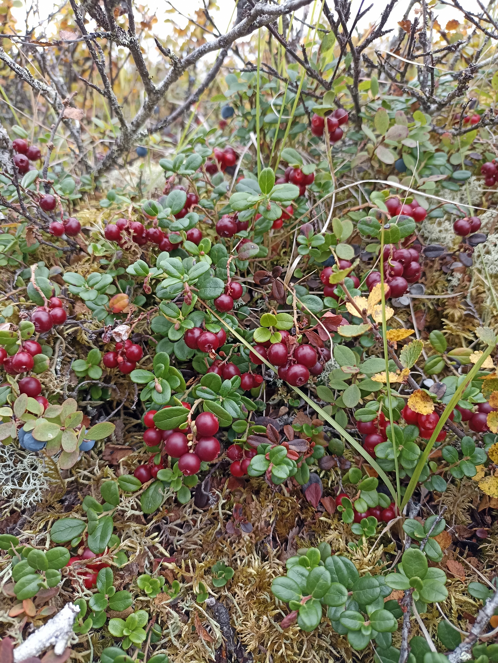 The beauty of the tundra - My, Tundra, beauty of nature, North, Nenets Autonomous Okrug, Longpost, The photo