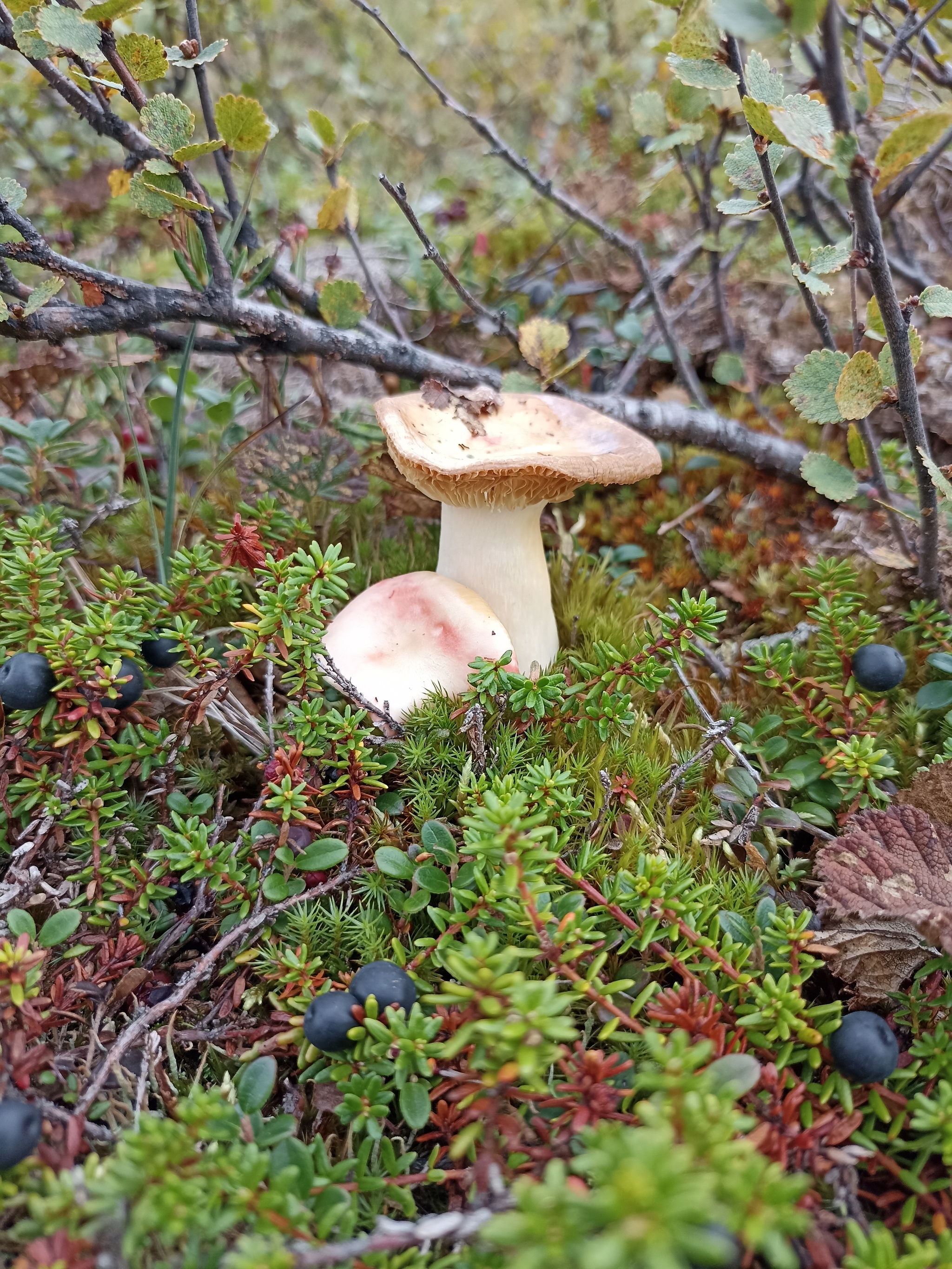 The beauty of the tundra - My, Tundra, beauty of nature, North, Nenets Autonomous Okrug, Longpost, The photo