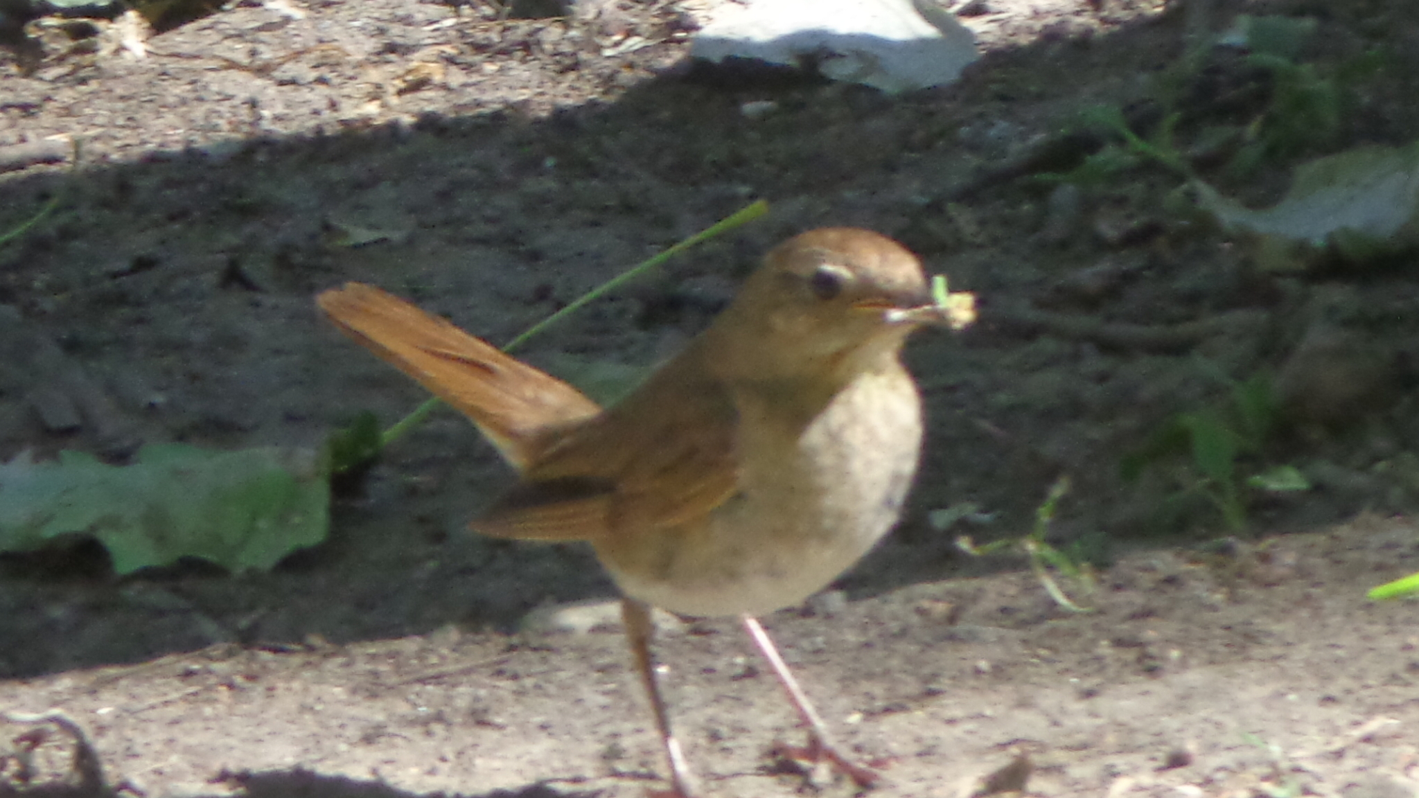 Nightingale with food in its beak - My, Nature, Birds, Songbirds, Nightingale