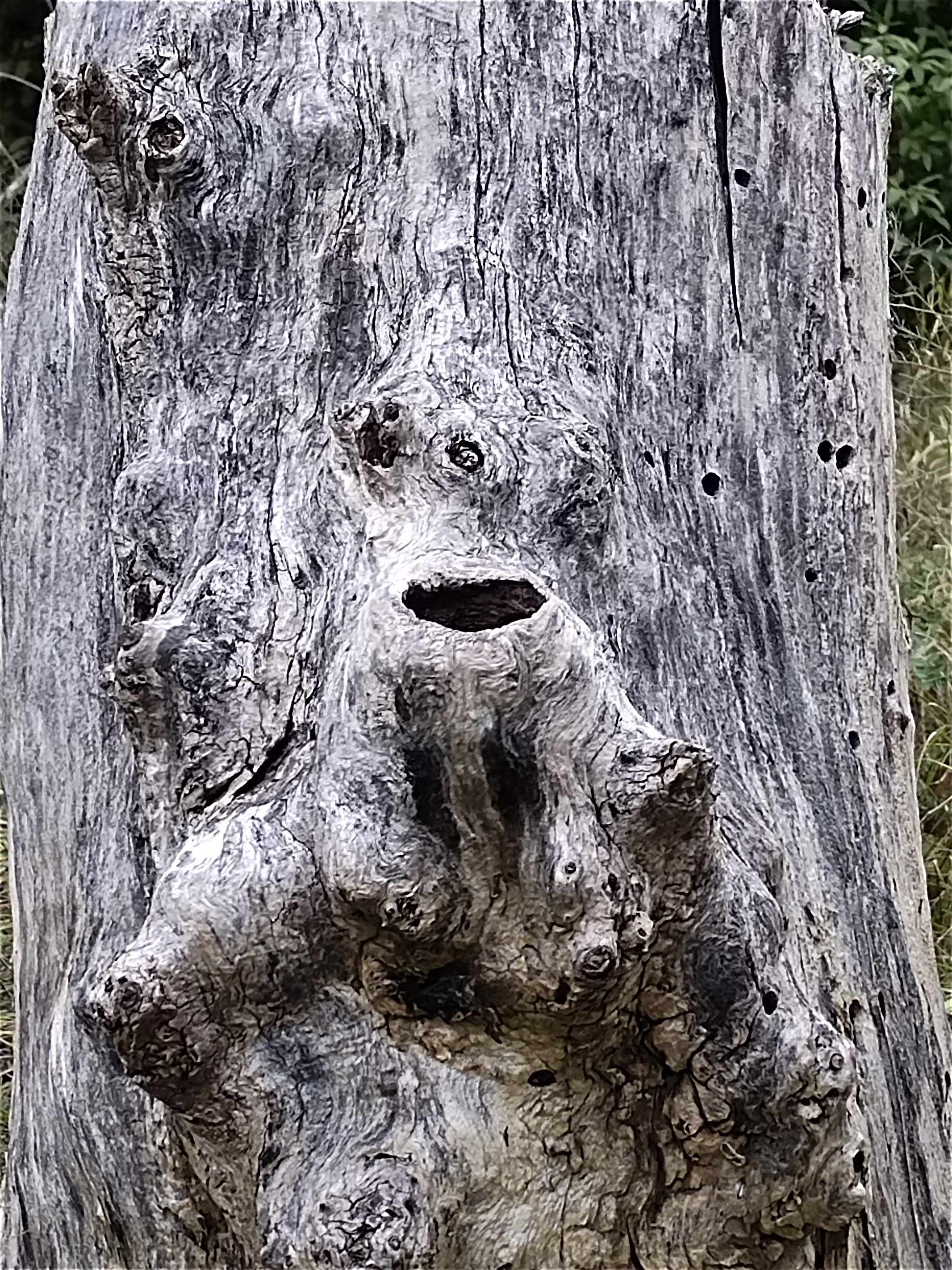 Found a man on a stump - Stump, Men, Pareidolia