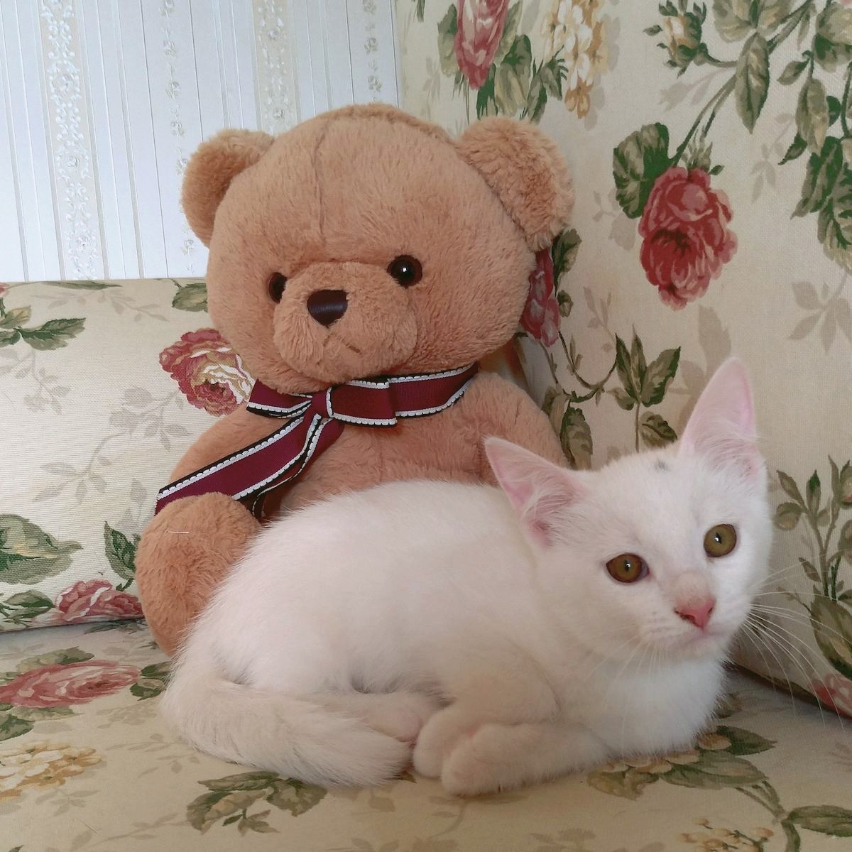 Who's a cool cat? - My, cat, Kittens, In good hands, Saint Petersburg, Helping animals, Homeless animals, Kolpino, No rating, Longpost, Animal Rescue