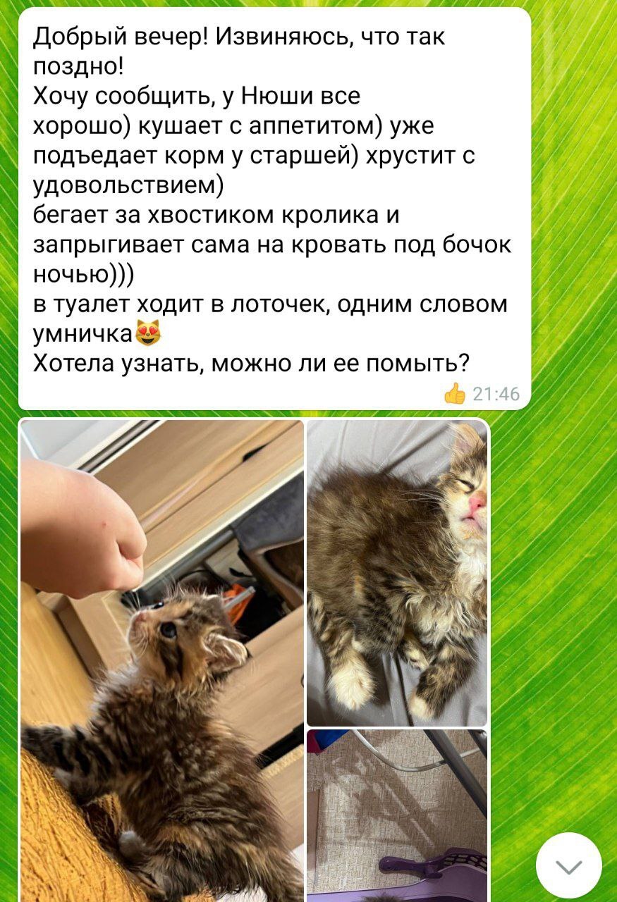 Было-стало от котенка Нюши, которые чуть не разбежались во время салюта во  время дня области | Пикабу