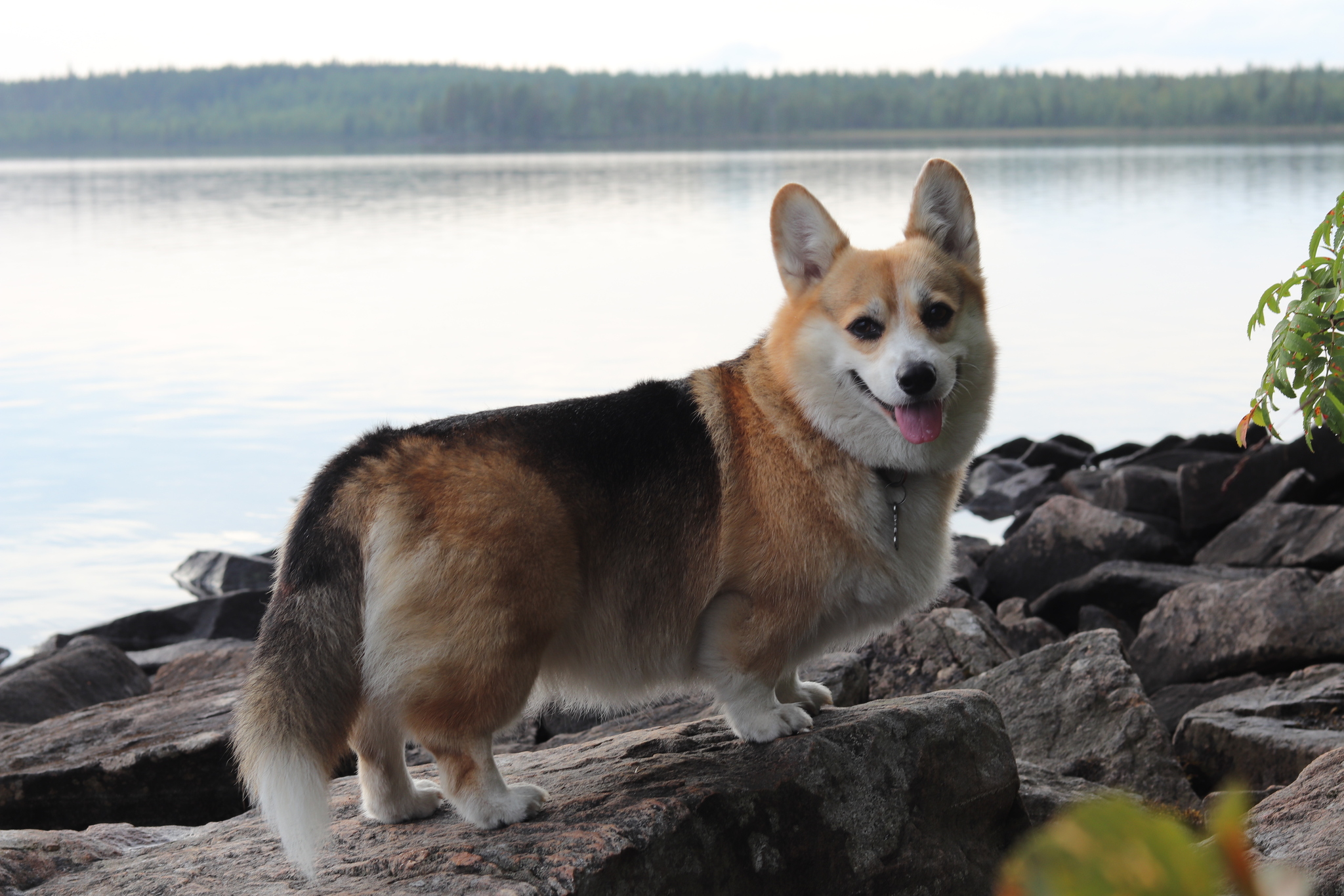 Corgi at Lake Korg - My, Welsh corgi pembroke, Water tourism, Hike, Карелия, Dog, Longpost