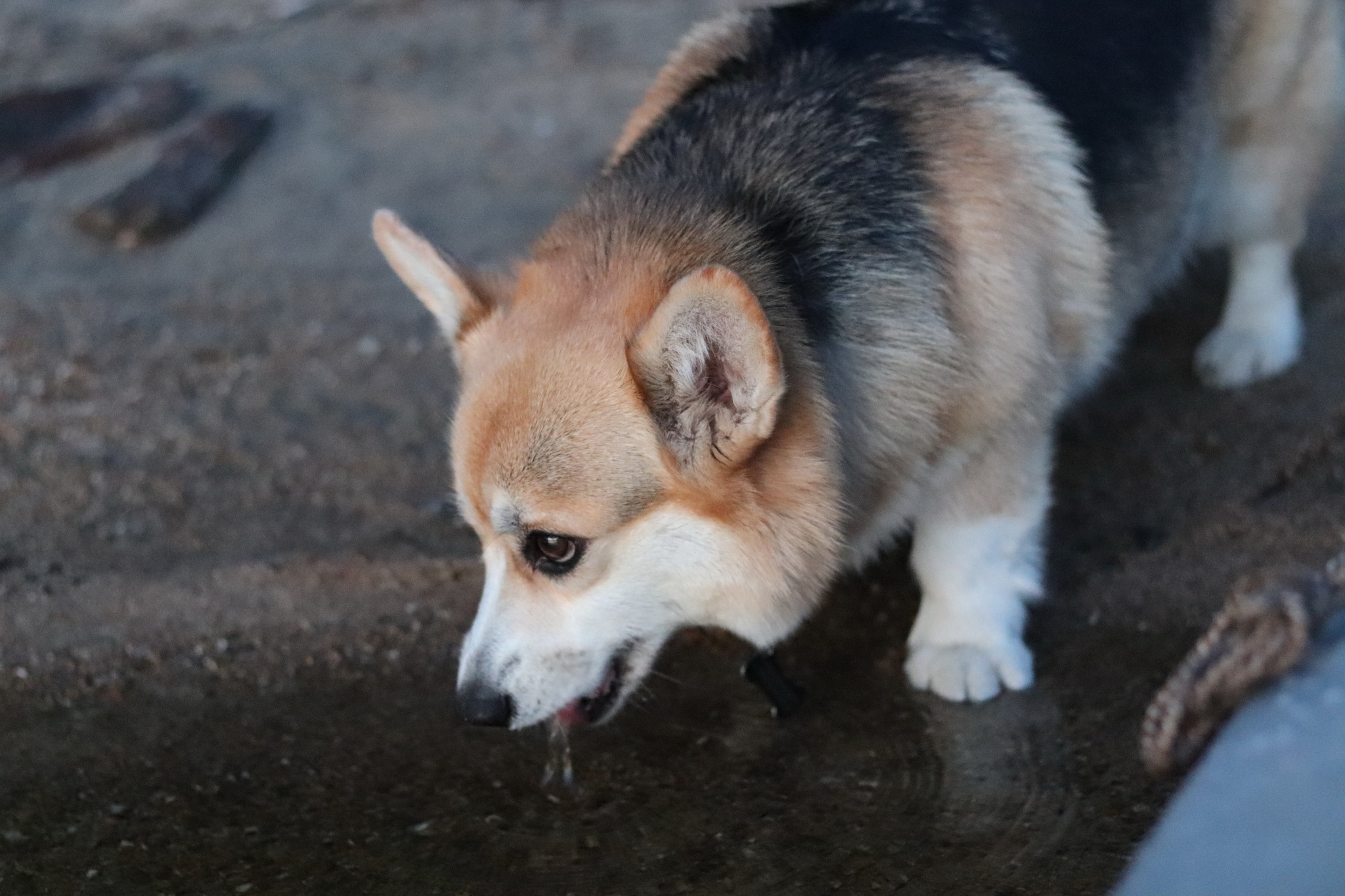 Corgi at Lake Korg - My, Welsh corgi pembroke, Water tourism, Hike, Карелия, Dog, Longpost