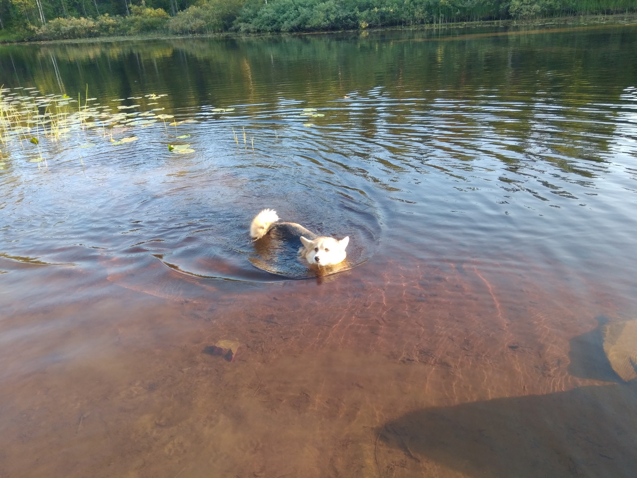 Corgi at Lake Korg - My, Welsh corgi pembroke, Water tourism, Hike, Карелия, Dog, Longpost