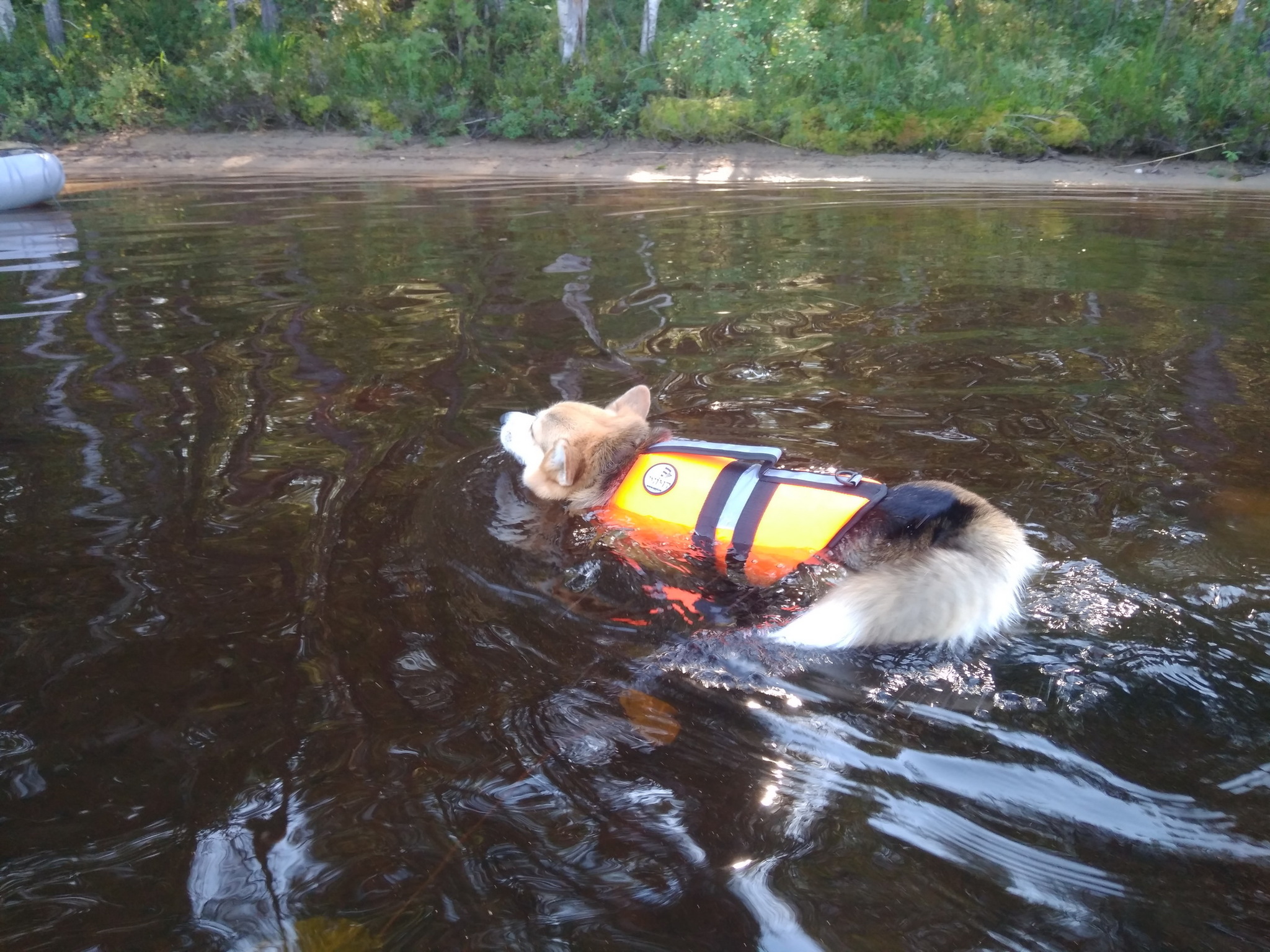 Corgi at Lake Korg - My, Welsh corgi pembroke, Water tourism, Hike, Карелия, Dog, Longpost