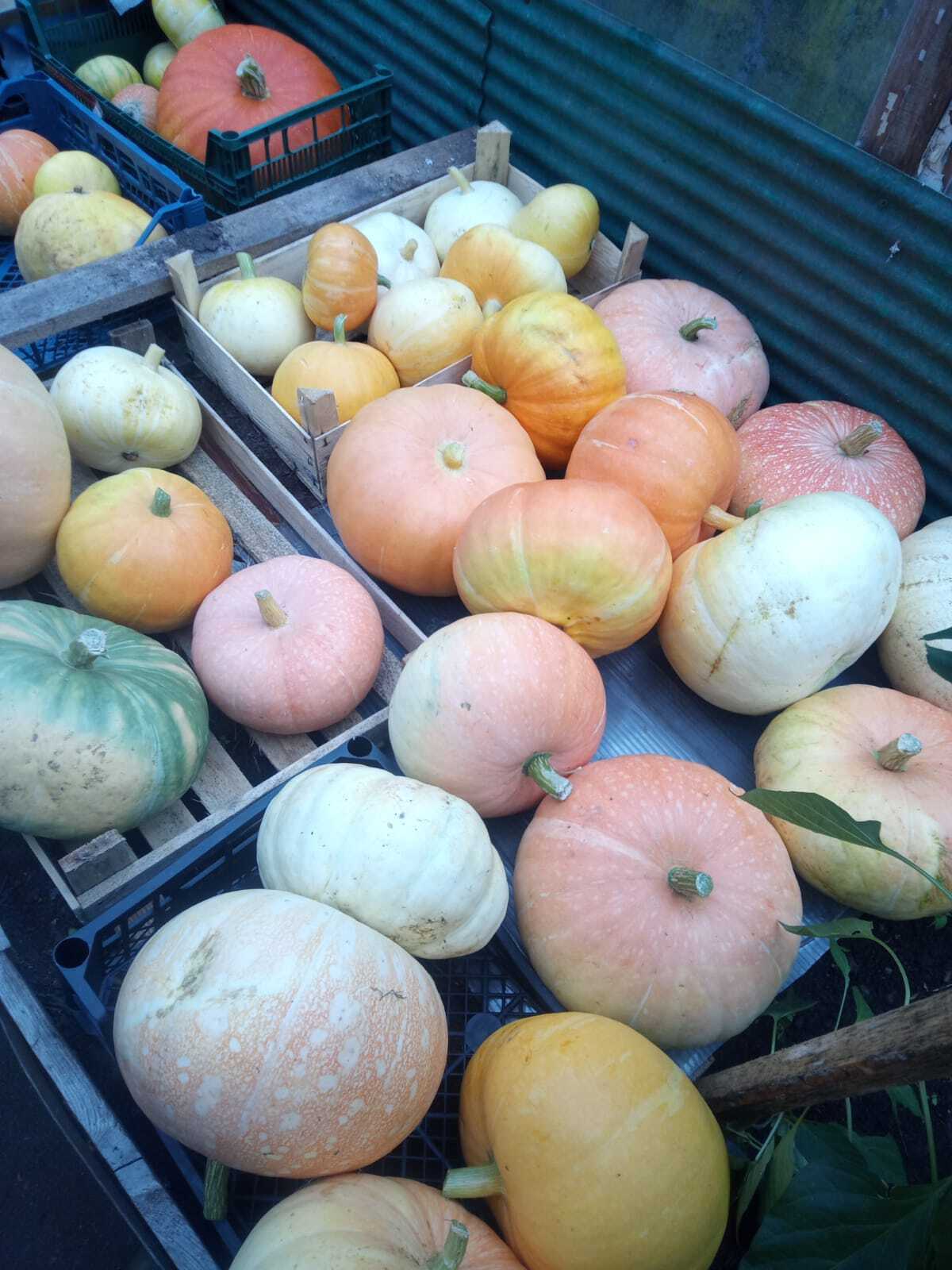 Productivity. Don't worry, I won't give it away, I'll eat it all. Winter is long - My, Harvest, Not long left, Pepper, Zucchini, Longpost, Pumpkin