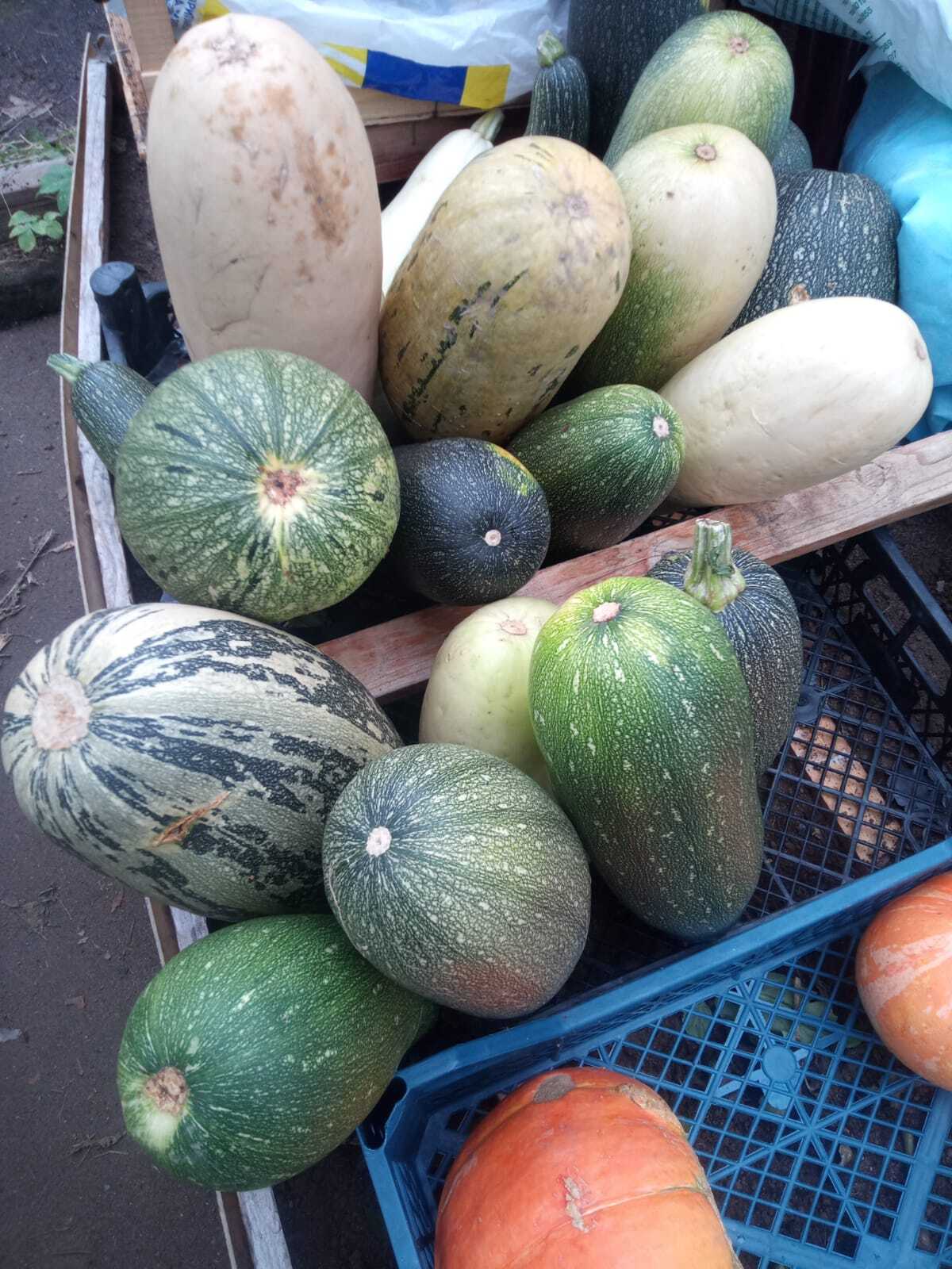 Productivity. Don't worry, I won't give it away, I'll eat it all. Winter is long - My, Harvest, Not long left, Pepper, Zucchini, Longpost, Pumpkin