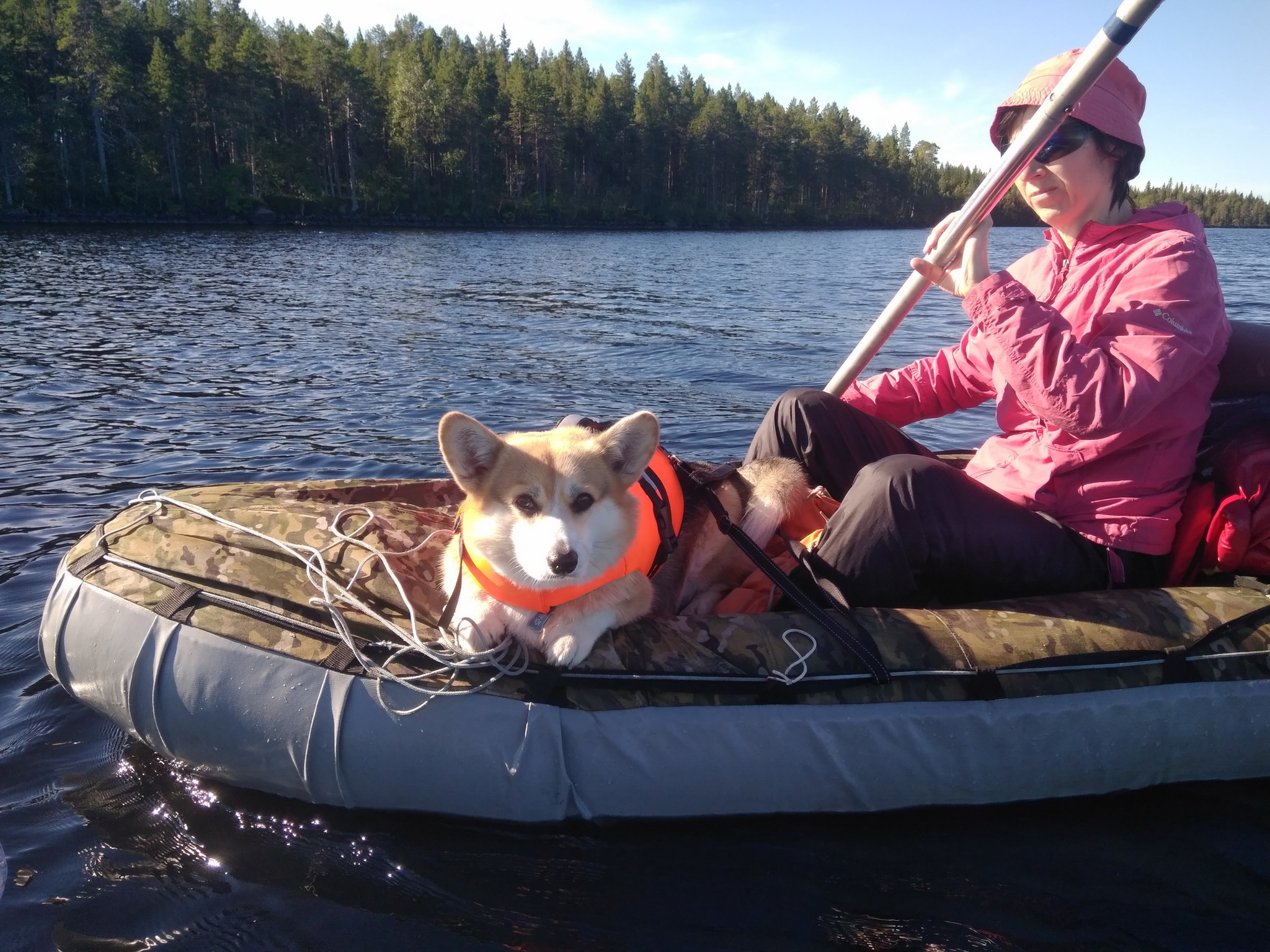 Corgi at Lake Korg - My, Welsh corgi pembroke, Water tourism, Hike, Карелия, Dog, Longpost