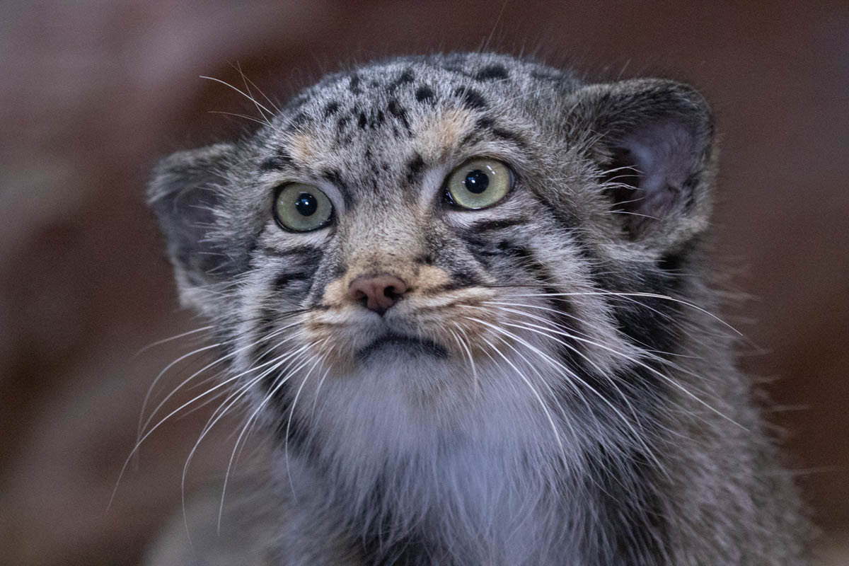 Reply to Spy - Pallas' cat, Pet the cat, Small cats, Cat family, Wild animals, Fluffy, The photo, Reply to post, Predatory animals