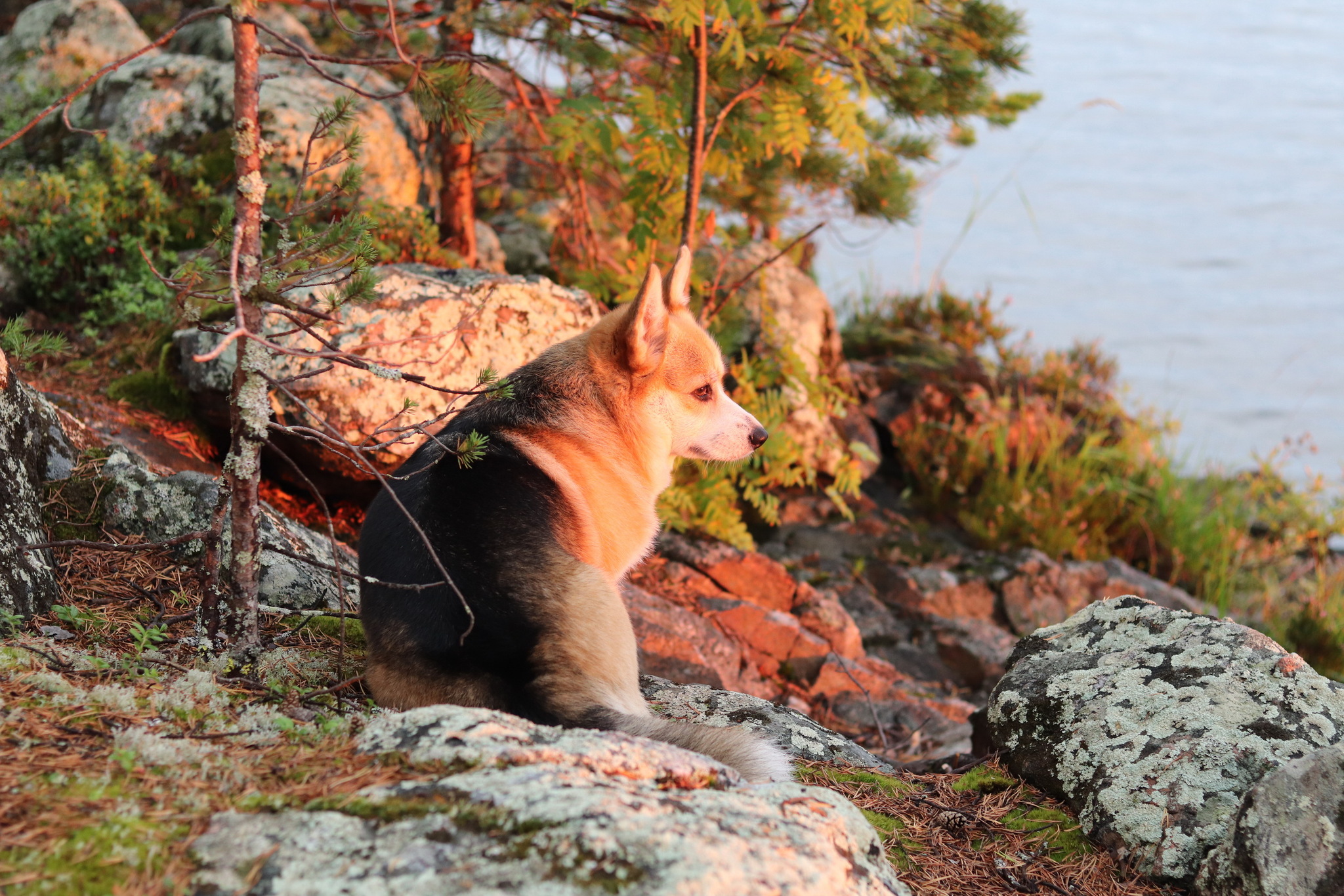 Corgi at Lake Korg - My, Welsh corgi pembroke, Water tourism, Hike, Карелия, Dog, Longpost