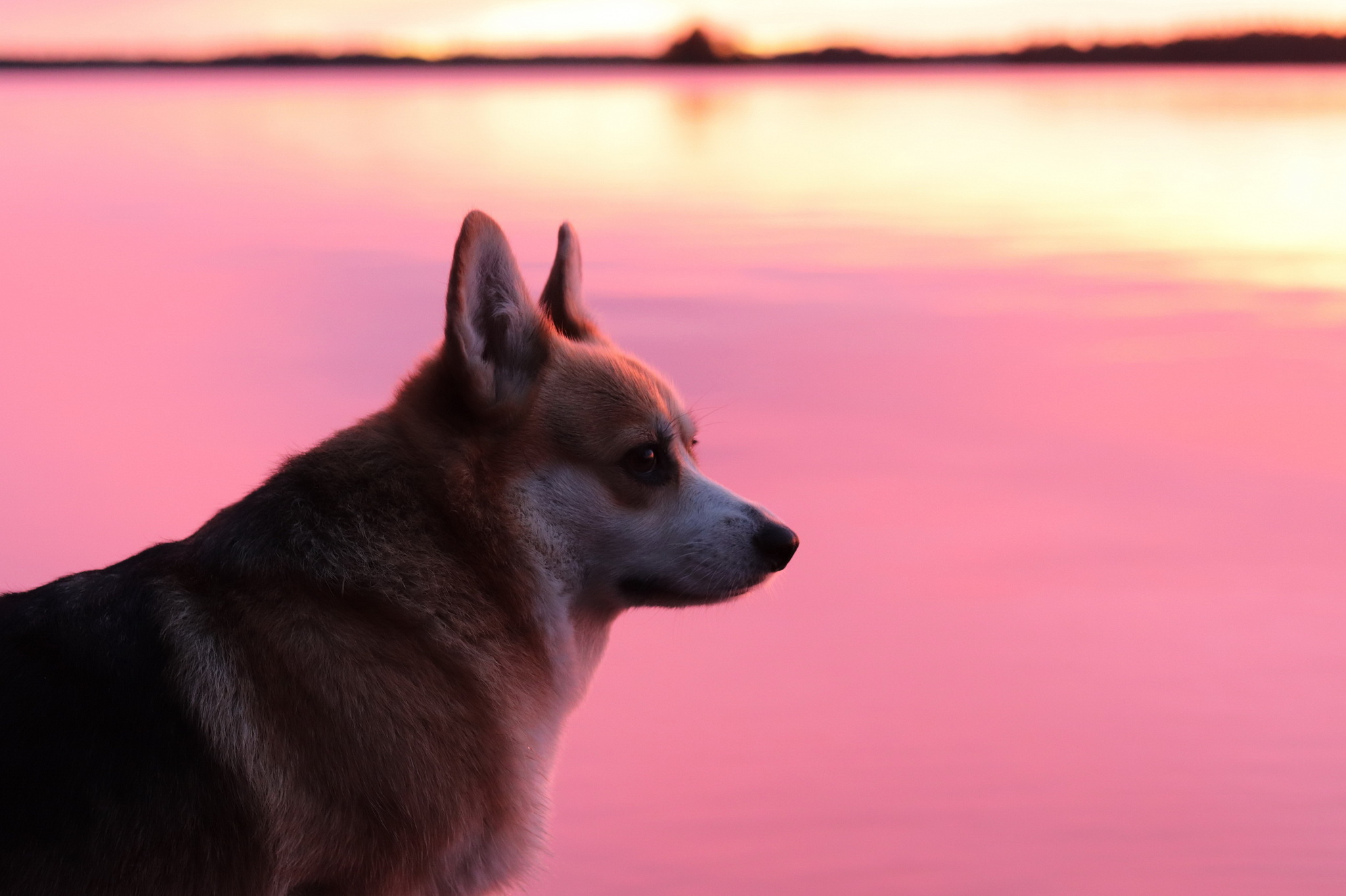 Corgi at Lake Korg - My, Welsh corgi pembroke, Water tourism, Hike, Карелия, Dog, Longpost