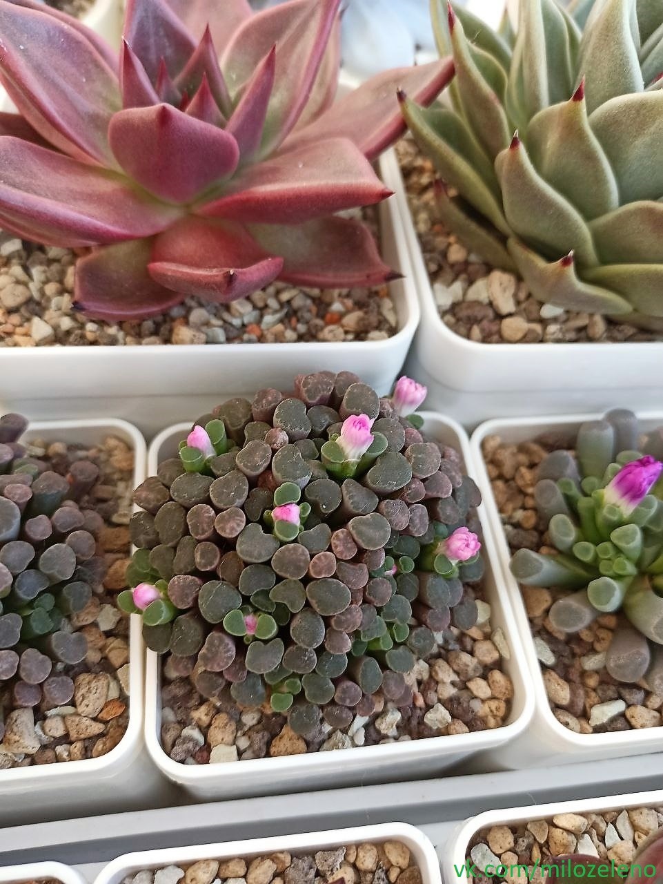 Grow, bloom, and what will they be - My, Lithops, Succulents, Plants, Hobby, Longpost, Mobile photography