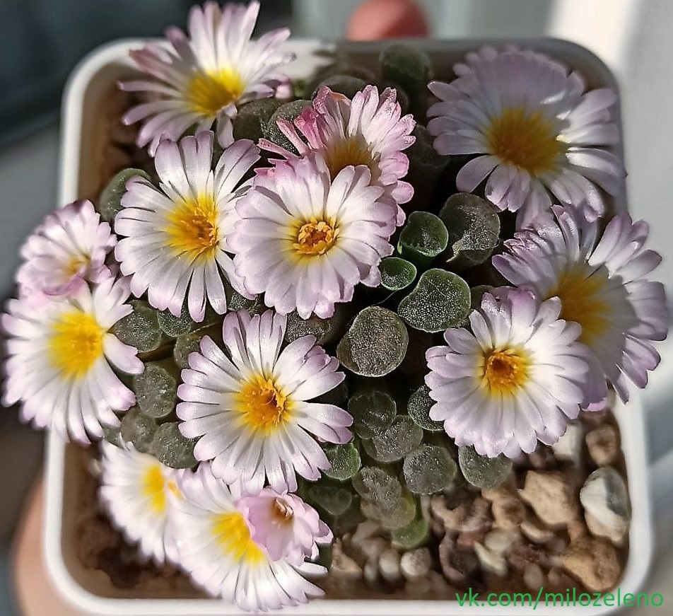 Grow, bloom, and what will they be - My, Lithops, Succulents, Plants, Hobby, Longpost, Mobile photography