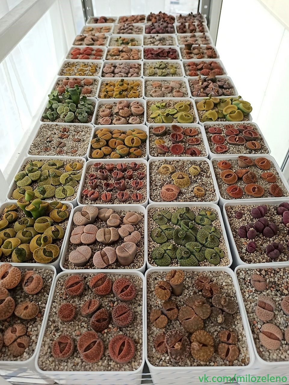 Grow, bloom, and what will they be - My, Lithops, Succulents, Plants, Hobby, Longpost, Mobile photography