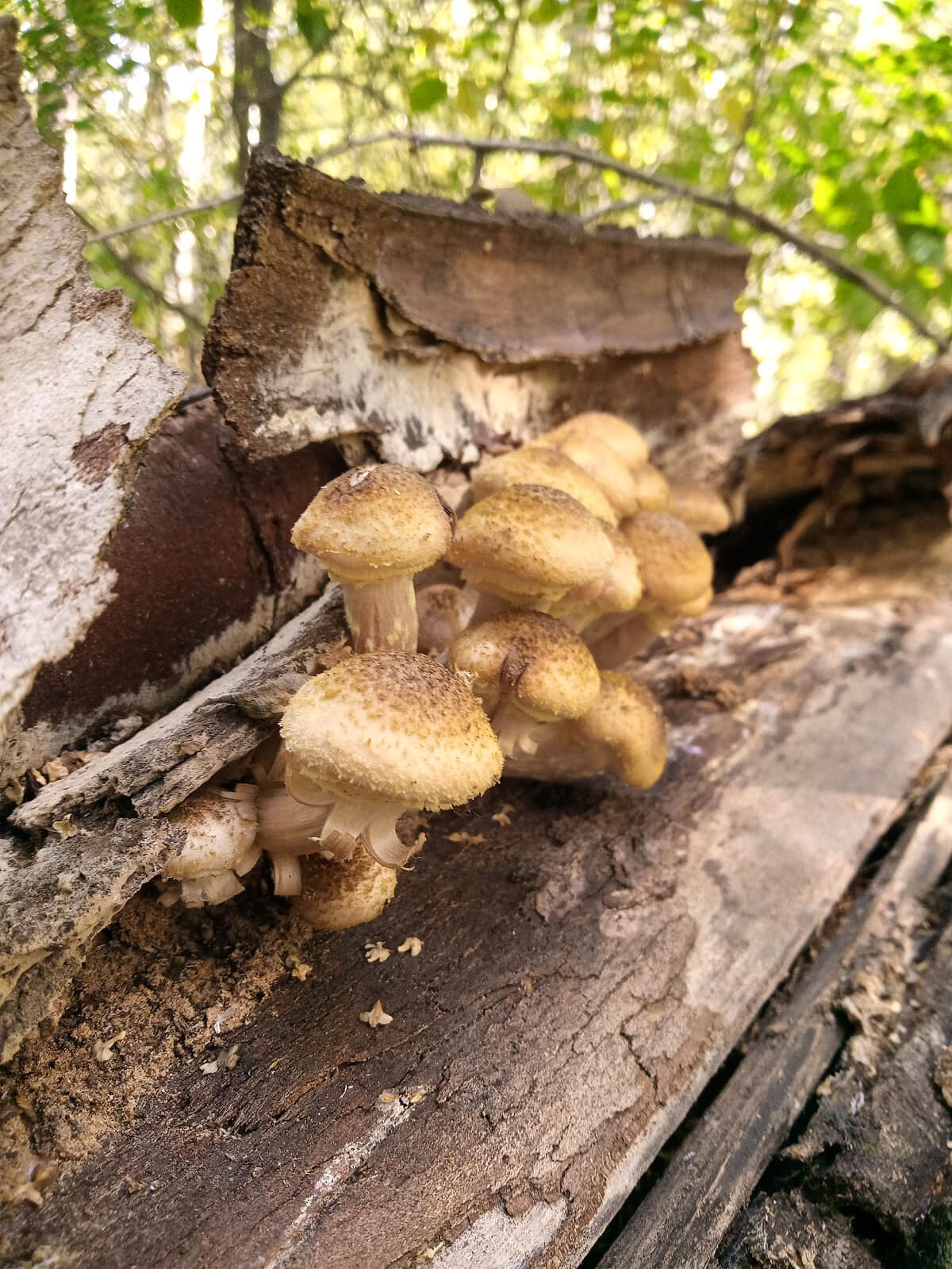 Brood honey agarics - My, Life stories, Mushrooms, Honey mushrooms, Forest, Mosquitoes, Blanks, Longpost, Camping