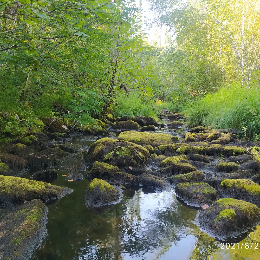 A piece of taiga summer - My, Mobile photography, The nature of Russia, Summer