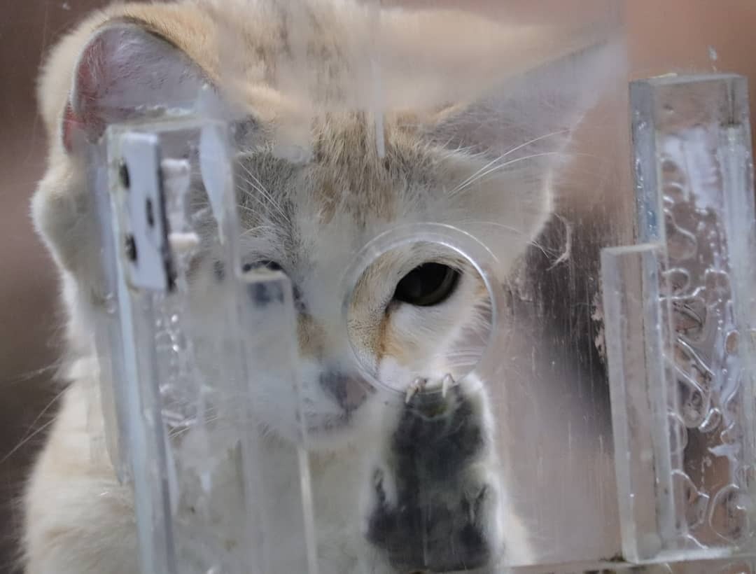 Hey, is there anyone there? - Sand cat, Small cats, Cat family, Animals, Mammals, Wild animals, Zoo, The photo, Predatory animals