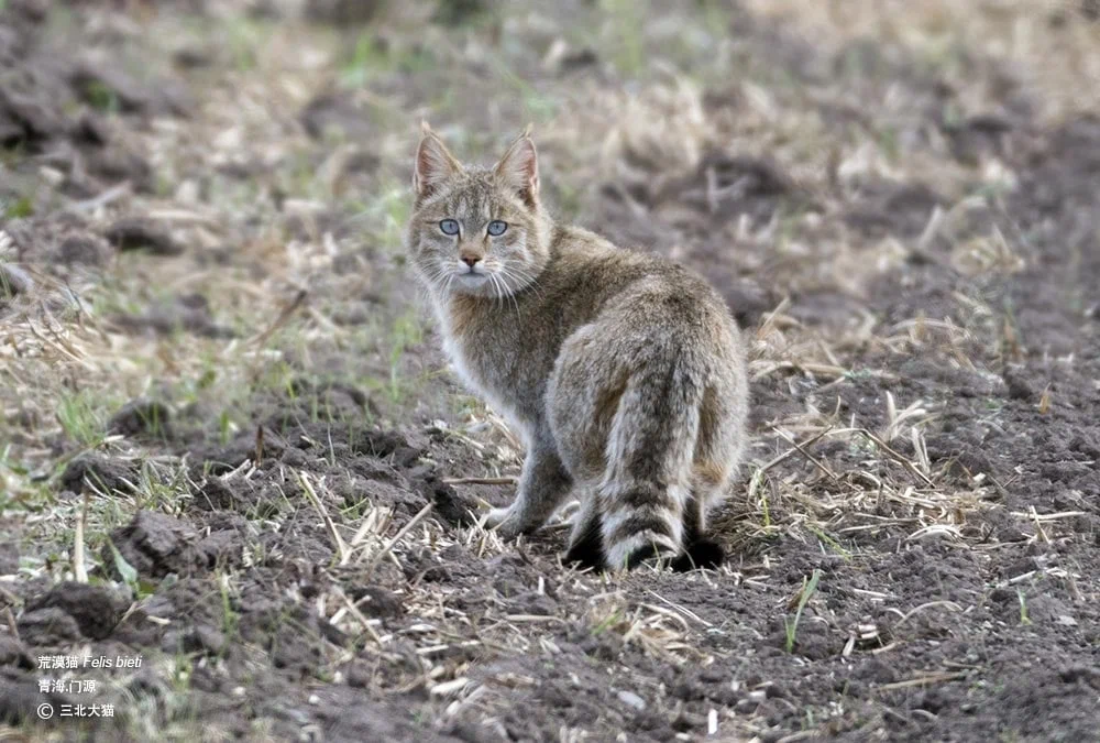 Chinese cat: Hardened fighters from a height of 5000 meters. Survival cats from the heights of Tibet, about which little is known - Chinese cat, cat, Animal book, Yandex Zen, Longpost, Small cats, Cat family, Predatory animals, Wild animals