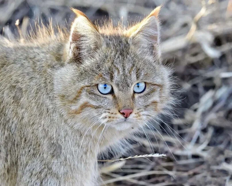 Chinese cat: Hardened fighters from a height of 5000 meters. Survival cats from the heights of Tibet, about which little is known - Chinese cat, cat, Animal book, Yandex Zen, Longpost, Small cats, Cat family, Predatory animals, Wild animals