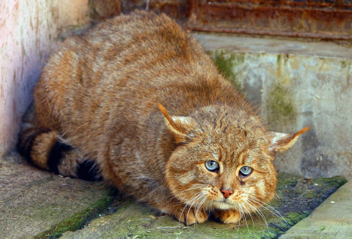 Chinese cat: Hardened fighters from a height of 5000 meters. Survival cats from the heights of Tibet, about which little is known - Chinese cat, cat, Animal book, Yandex Zen, Longpost, Small cats, Cat family, Predatory animals, Wild animals