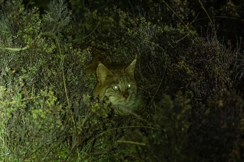 Chinese cat: Hardened fighters from a height of 5000 meters. Survival cats from the heights of Tibet, about which little is known - Chinese cat, cat, Animal book, Yandex Zen, Longpost, Small cats, Cat family, Predatory animals, Wild animals