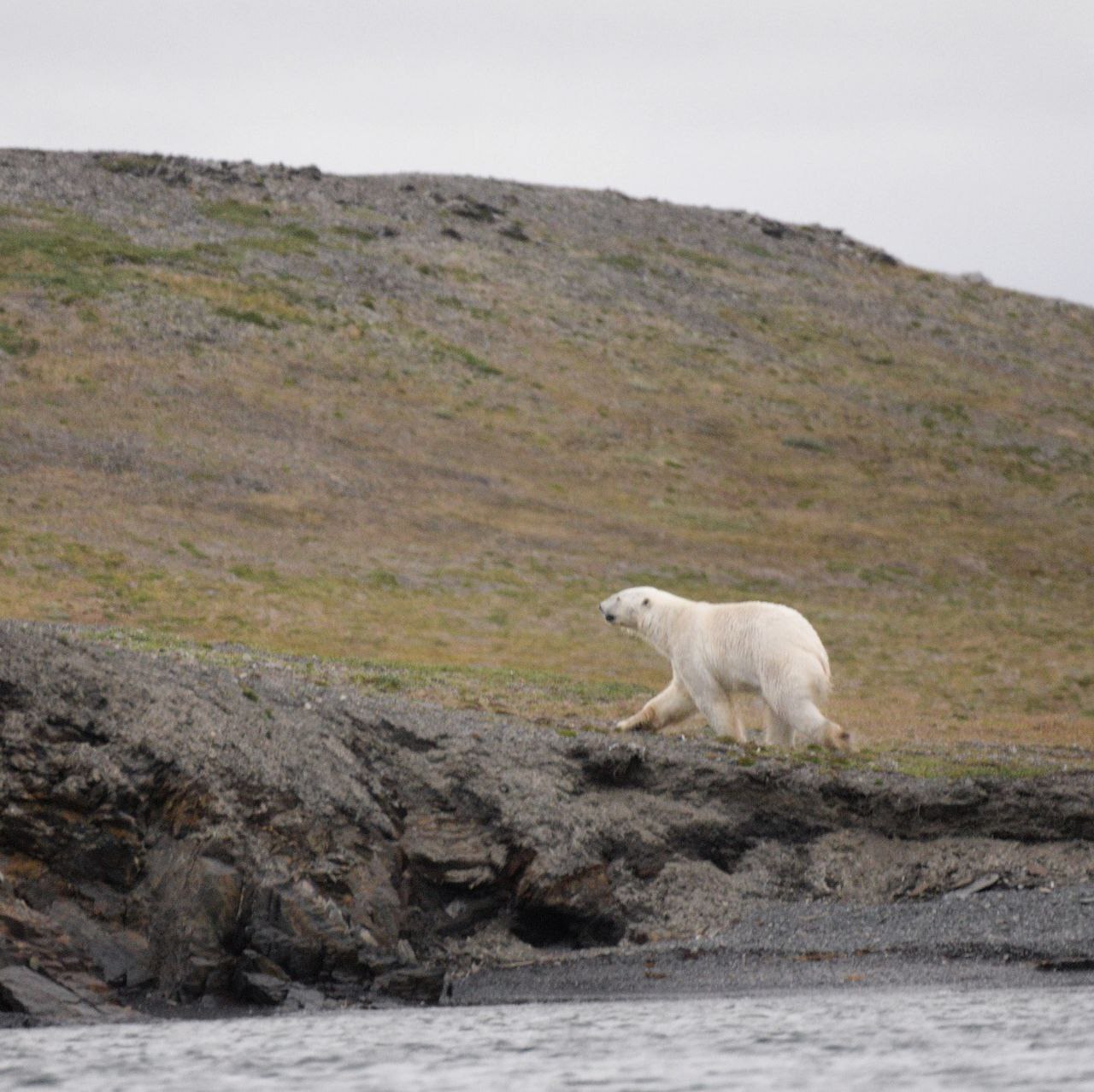 O. Vaygach and South Island (Novaya Zemlya) on the schooner Amazone - My, North, Vaygach, New earth, Novaya Zemlya Archipelago, Schooner, Longpost, Polar bear