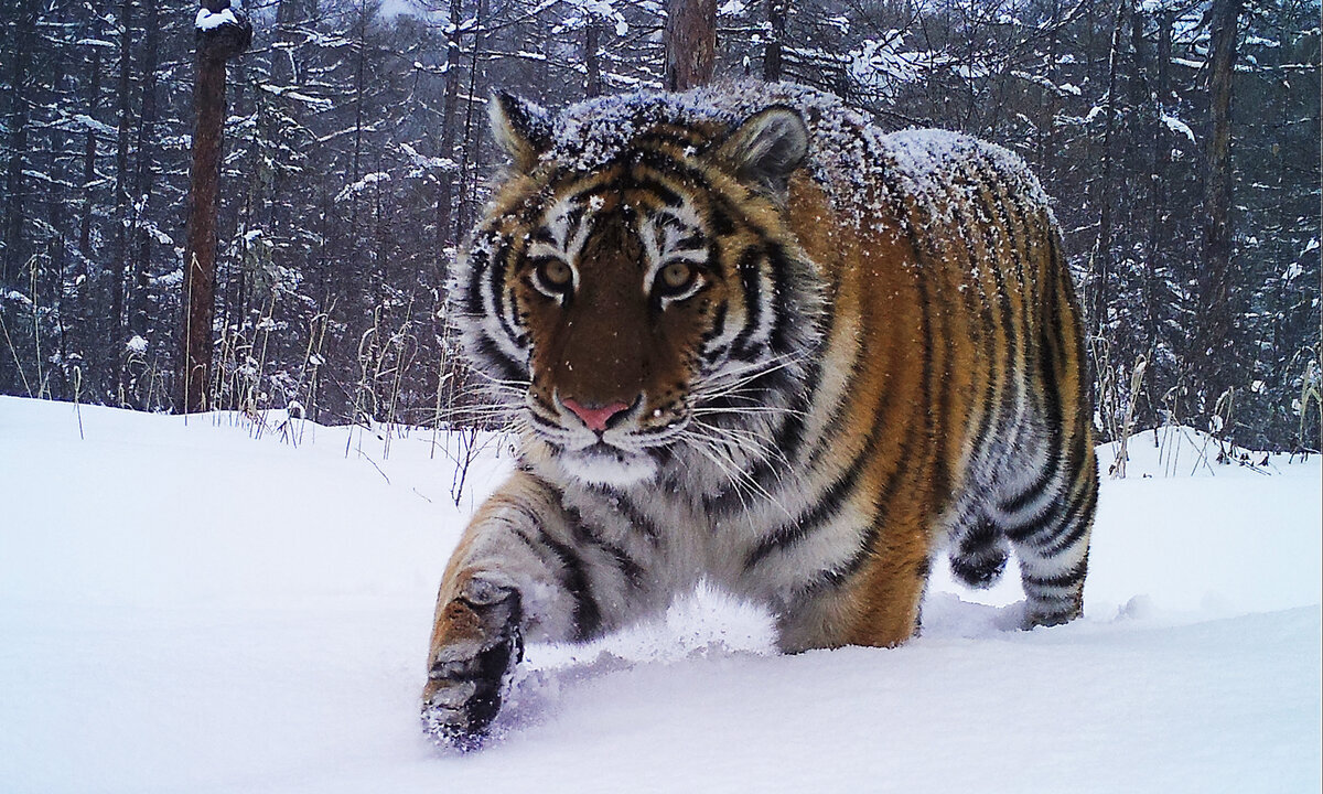 And, marching importantly, in orderly calm ... - The photo, Animals, Wild animals, Tiger, Big cats, Snow, Cat family