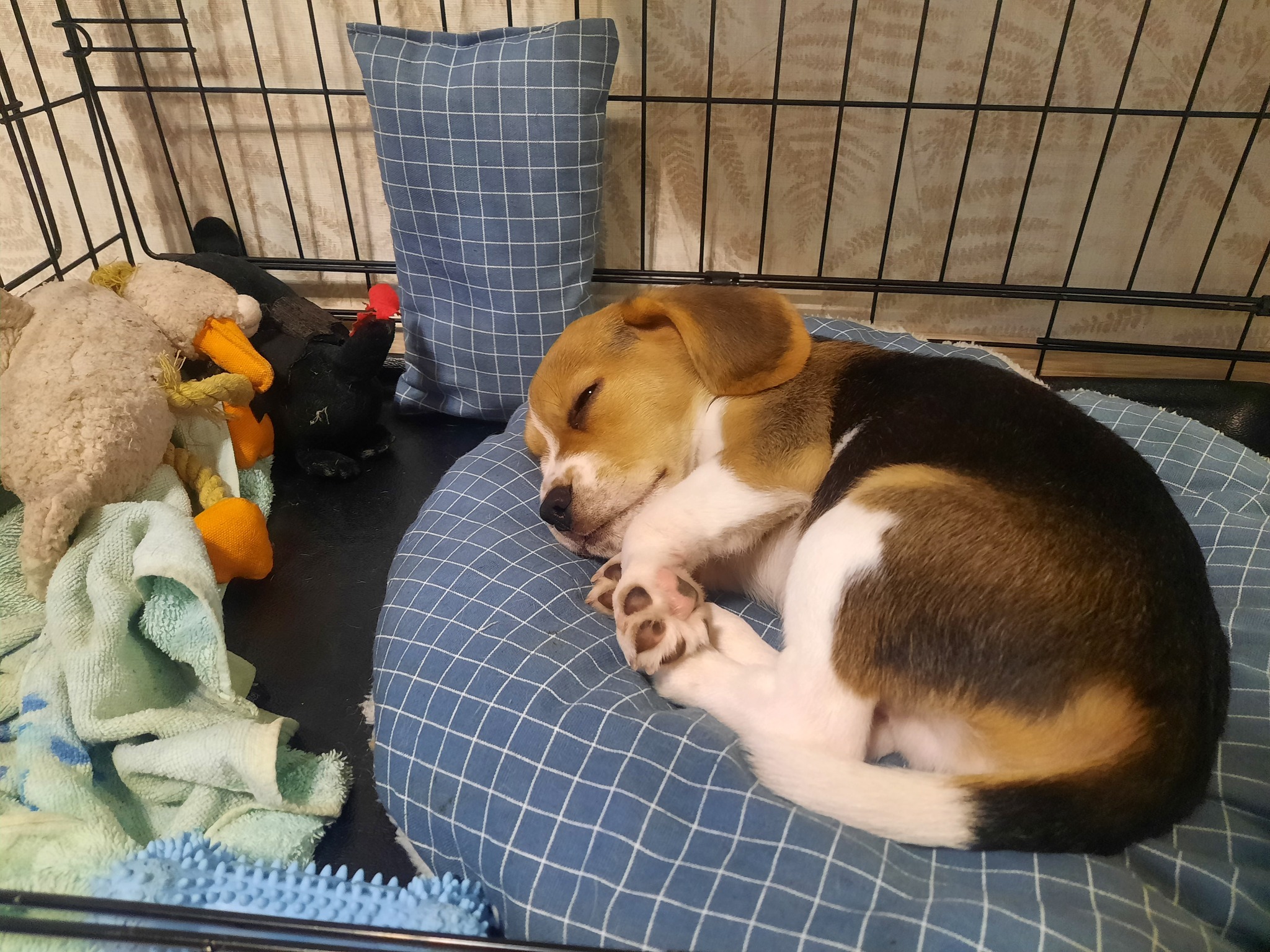 Not so scary beagle?... - My, Dog, Beagle, Puppies