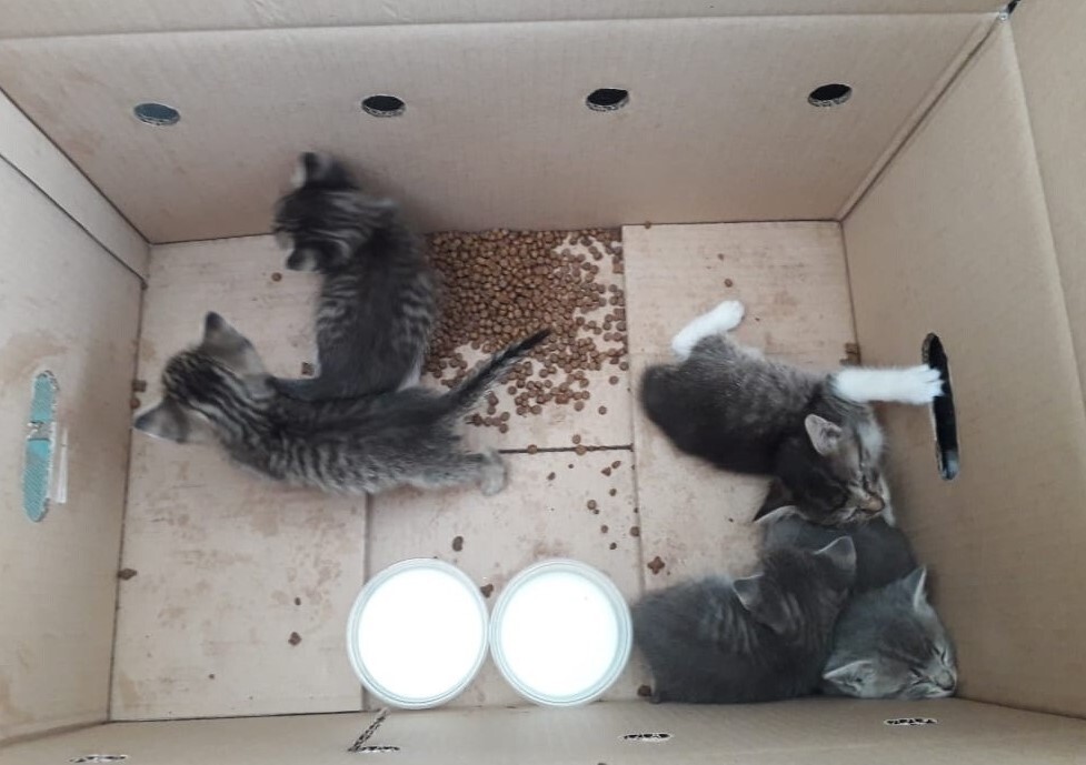 A chic jeep stopped at the garbage dump and the girl took out a box with five crumbs from it ... - My, Moscow, Moscow region, Подмосковье, Vykhino, Kittens, Homeless animals, Helping animals, Help, In good hands, Animal Rescue, The rescue, No rating, Negative, Dorokhovo, Longpost, cat