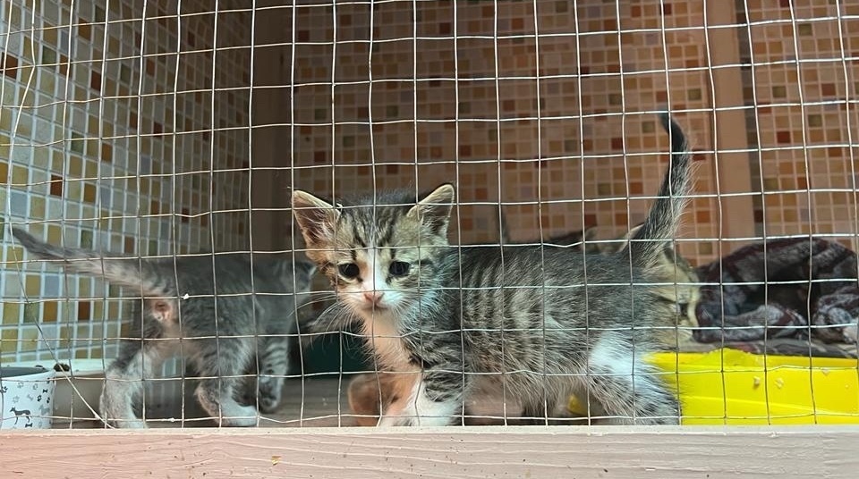 A chic jeep stopped at the garbage dump and the girl took out a box with five crumbs from it ... - My, Moscow, Moscow region, Подмосковье, Vykhino, Kittens, Homeless animals, Helping animals, Help, In good hands, Animal Rescue, The rescue, No rating, Negative, Dorokhovo, Longpost, cat