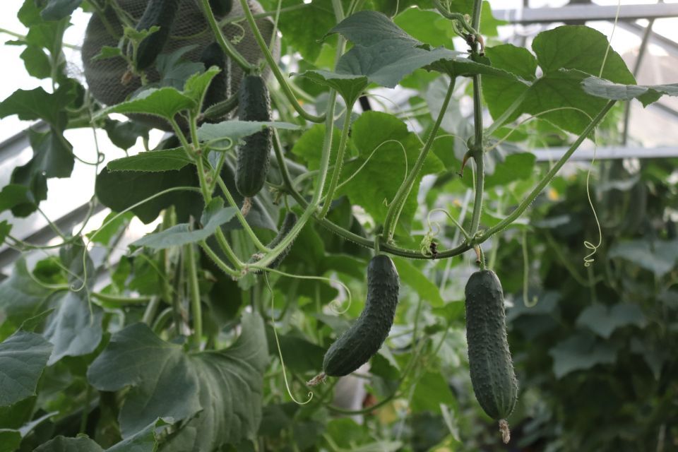 Урожай 2022. Краткий отчет | Пикабу