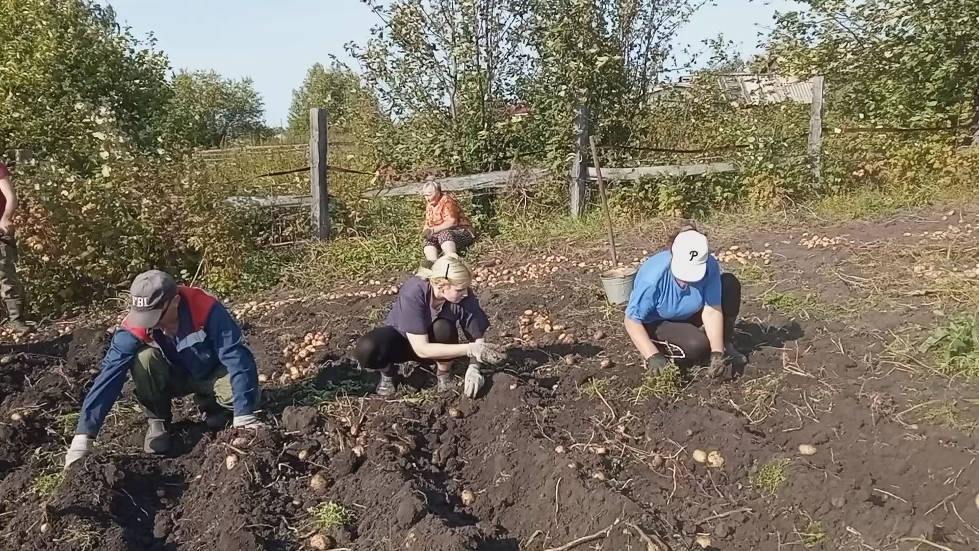 Копаем картофель у дедушки Коли. Дед доволен урожаем! - Моё, Картофель, Огород, Урожай, Мотоблок, Видео, Длиннопост, YouTube