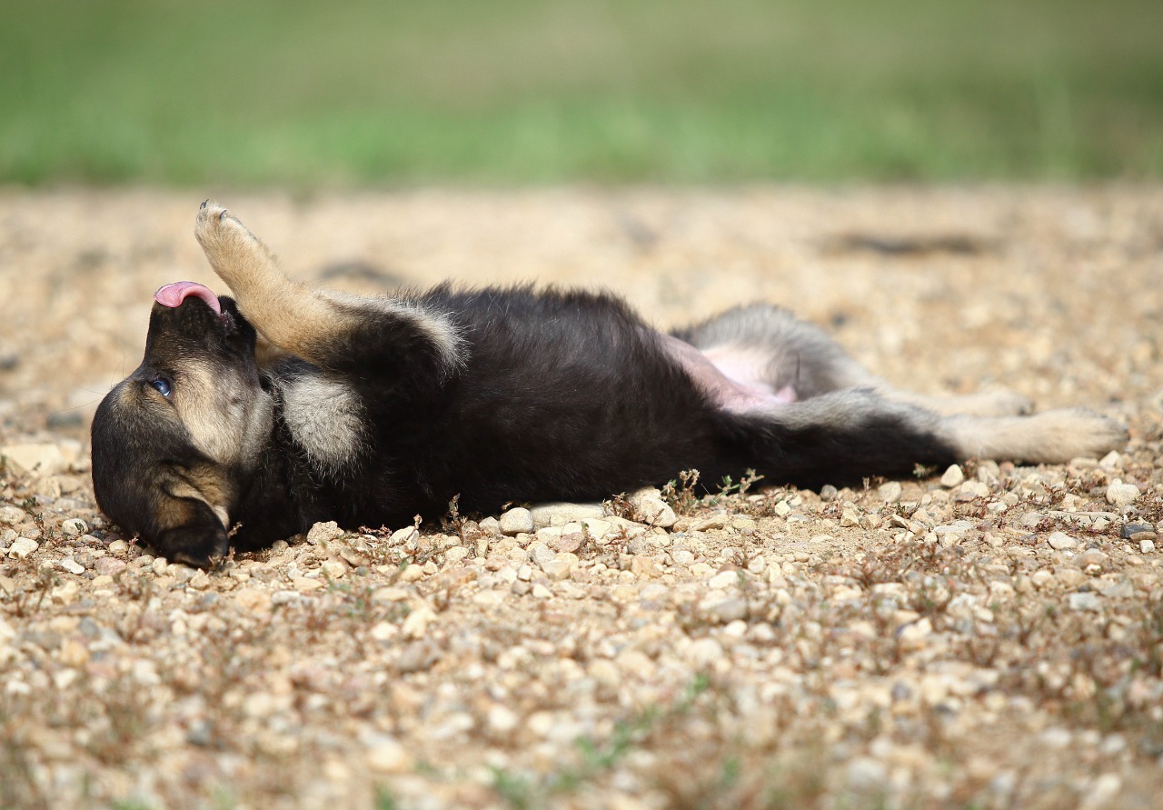 Wiki. small and bold - My, Puppies, Dog, The rescue, Help, Shelter, In good hands, No rating, Longpost, The strength of the Peekaboo, Milota, Is free, Moscow, Moscow region, Animal shelter