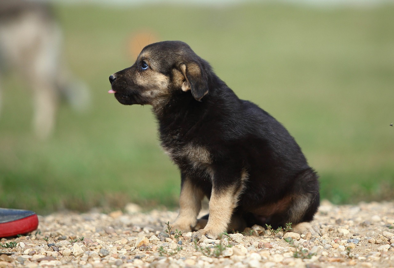 Wiki. small and bold - My, Puppies, Dog, The rescue, Help, Shelter, In good hands, No rating, Longpost, The strength of the Peekaboo, Milota, Is free, Moscow, Moscow region, Animal shelter