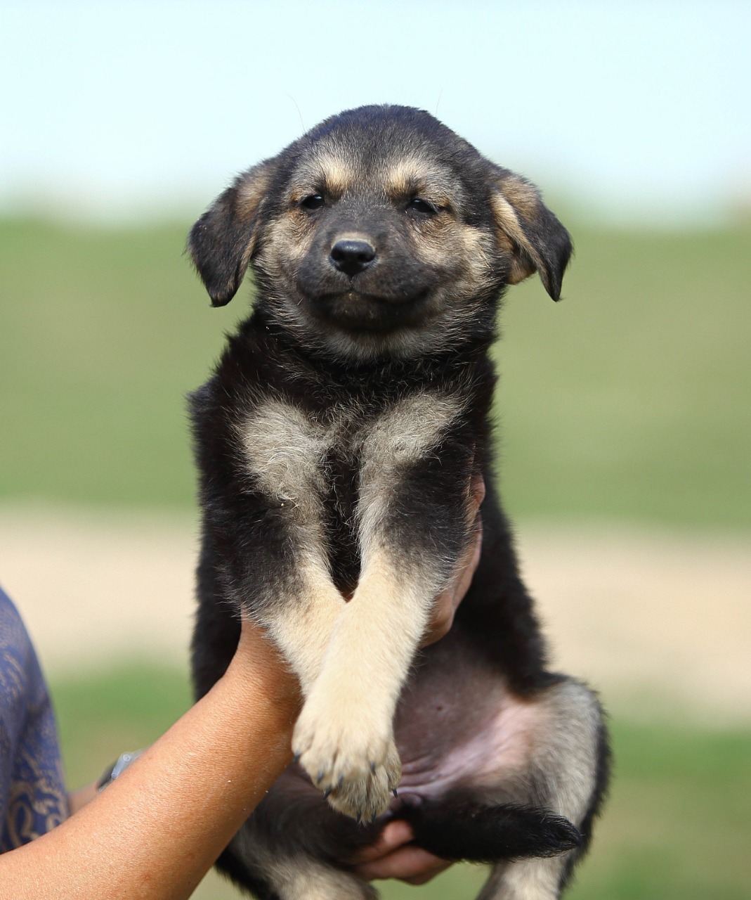 Wiki. small and bold - My, Puppies, Dog, The rescue, Help, Shelter, In good hands, No rating, Longpost, The strength of the Peekaboo, Milota, Is free, Moscow, Moscow region, Animal shelter