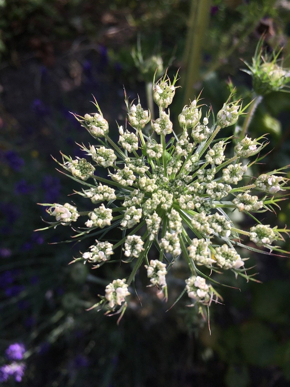 What kind of marvelous flowers you ask, but it's just carrots blooming! What do you google before bed? - Carrot, Flowers, Before bedtime, Longpost