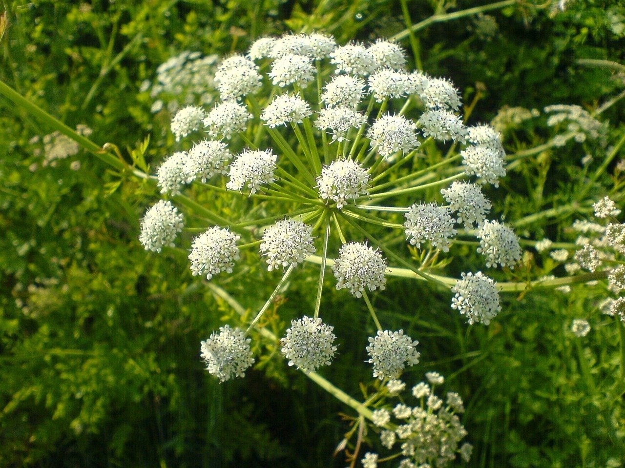 What kind of marvelous flowers you ask, but it's just carrots blooming! What do you google before bed? - Carrot, Flowers, Before bedtime, Longpost