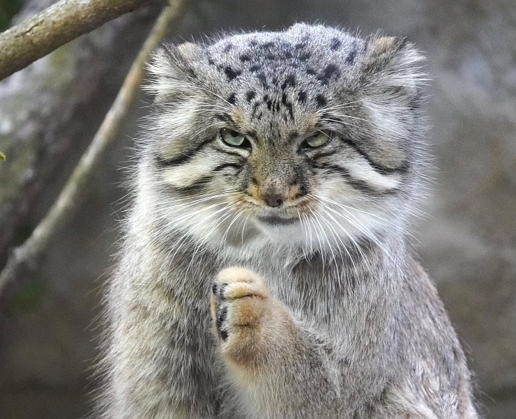 Arm wrestling? - Pallas' cat, Pet the cat, Small cats, Cat family