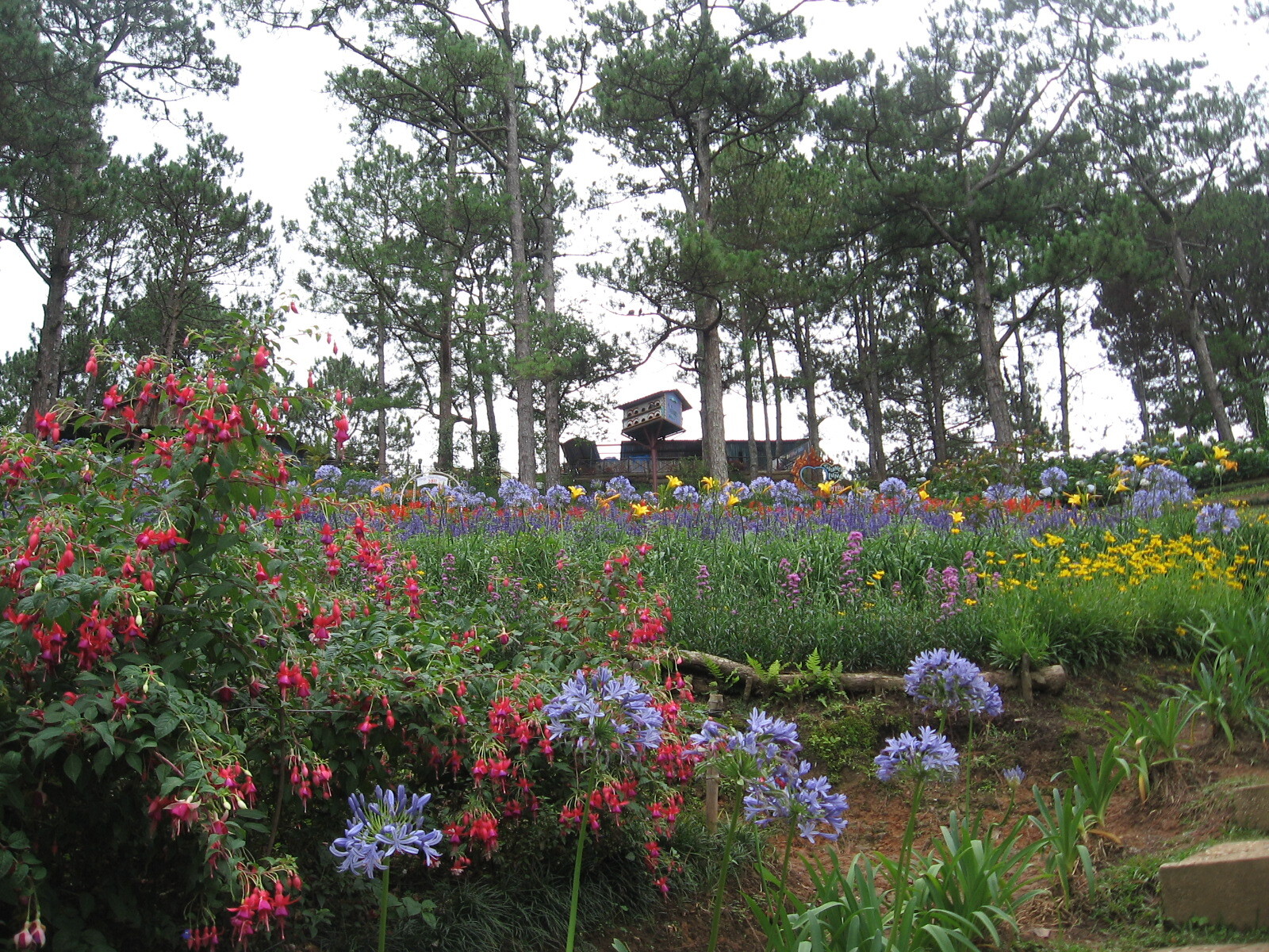 Valley of Love - sights, Nature, beauty of nature, Dalat, Tourism, Southeast Asia, Longpost, Vietnam