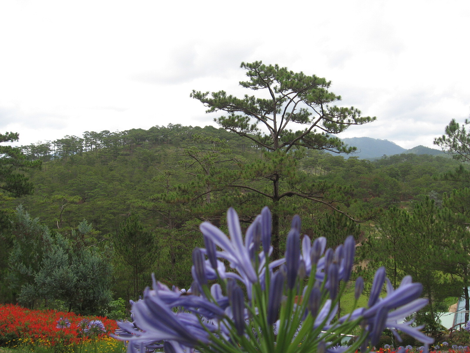 Valley of Love - sights, Nature, beauty of nature, Dalat, Tourism, Southeast Asia, Longpost, Vietnam