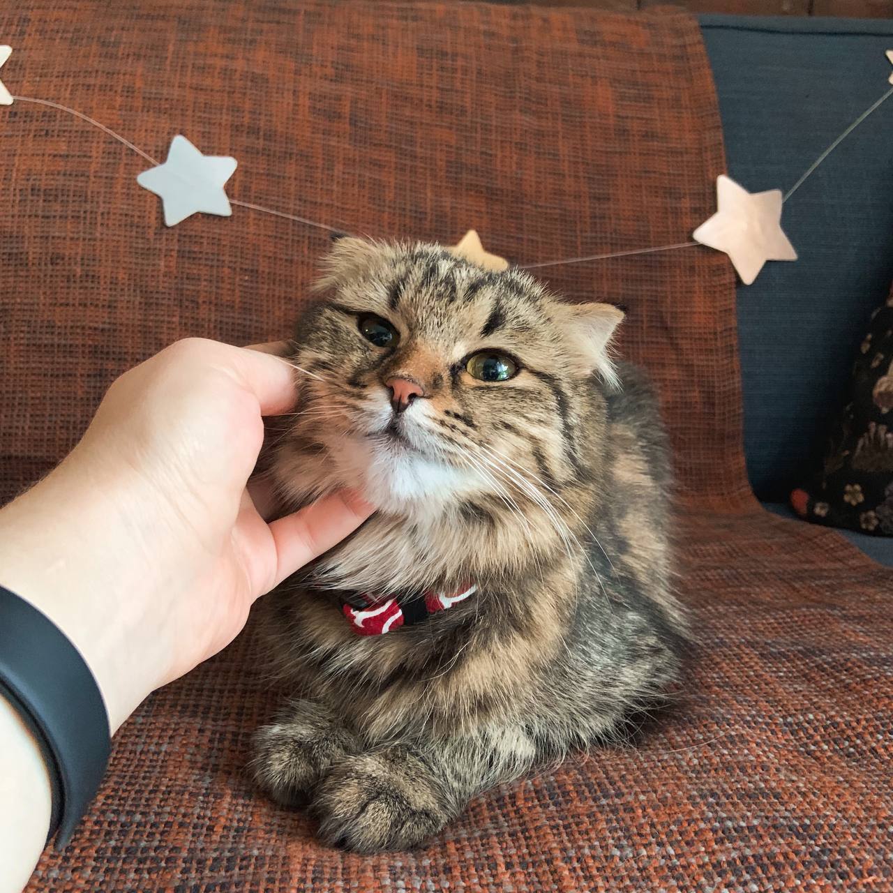 Manul is looking for a house at the minimum wage! Kazan - My, Pets, In good hands, Tricolor cat, Helping animals, Cat family, Fluffy, Kazan, No rating, Longpost, cat