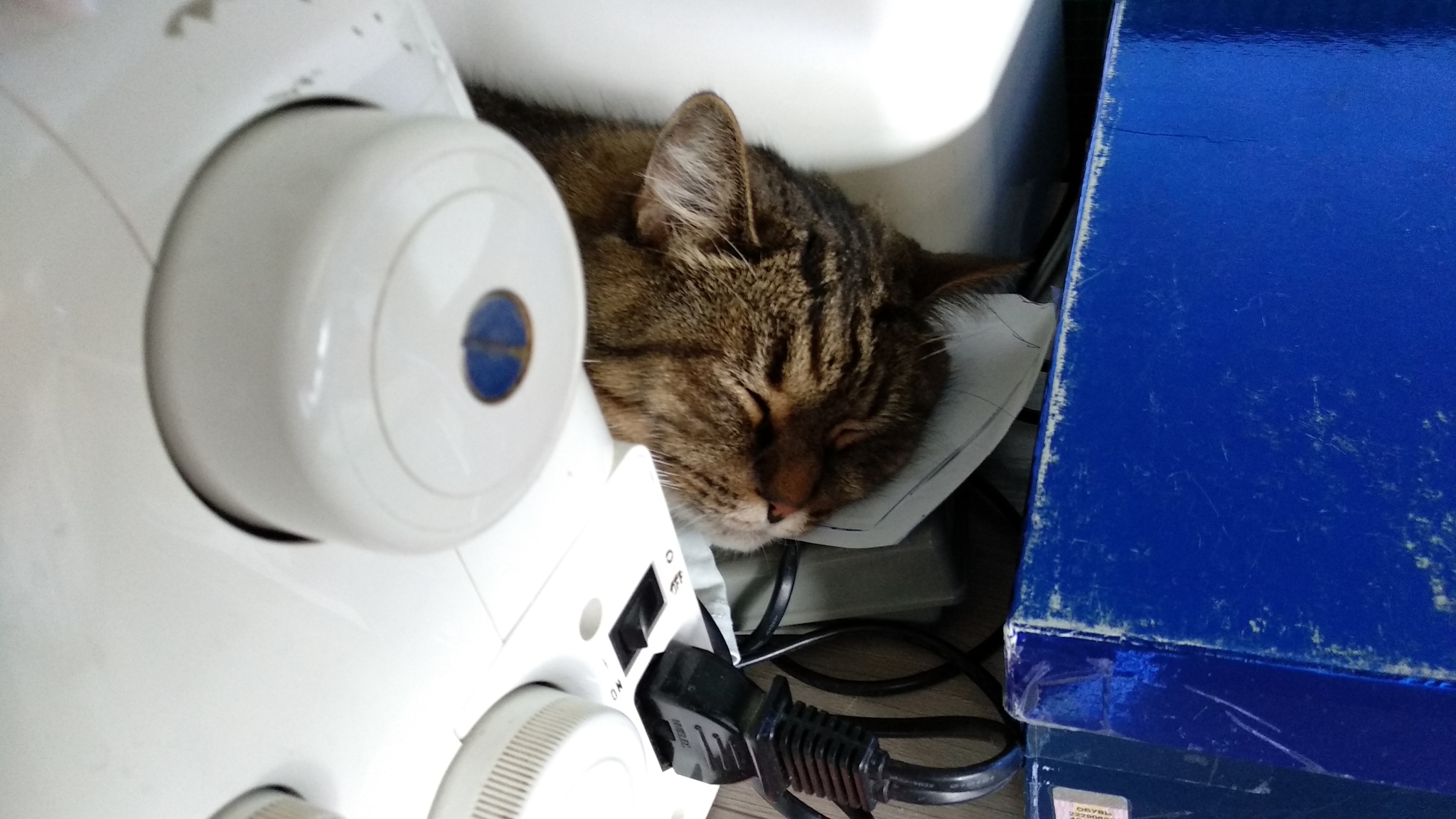 Assistant - My, cat, Milota, Sewing machine, Assistant, Dream