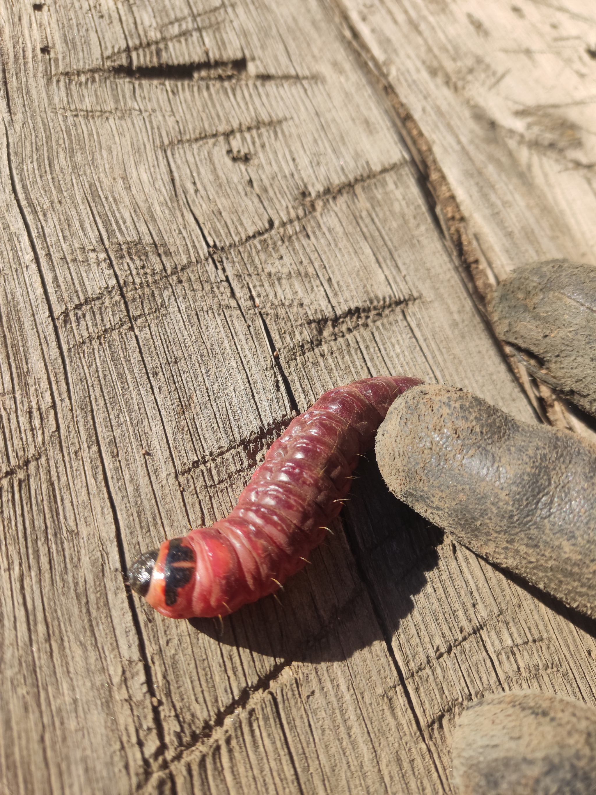 What it is? Big caterpillar upd. Odorous woodworm / What to do with it? - My, Caterpillar, What's this?, Insects, Garden, Longpost