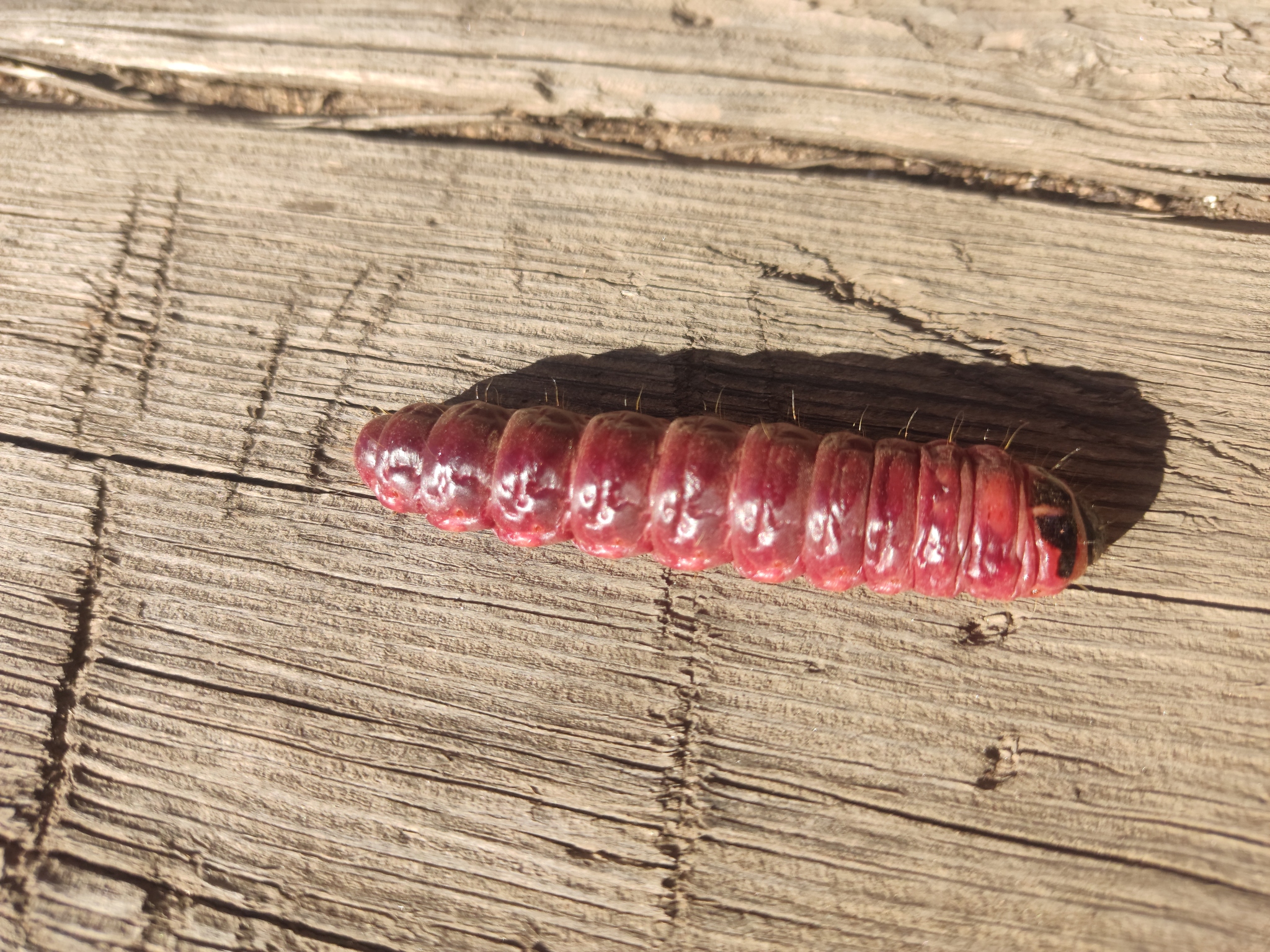 What it is? Big caterpillar upd. Odorous woodworm / What to do with it? - My, Caterpillar, What's this?, Insects, Garden, Longpost