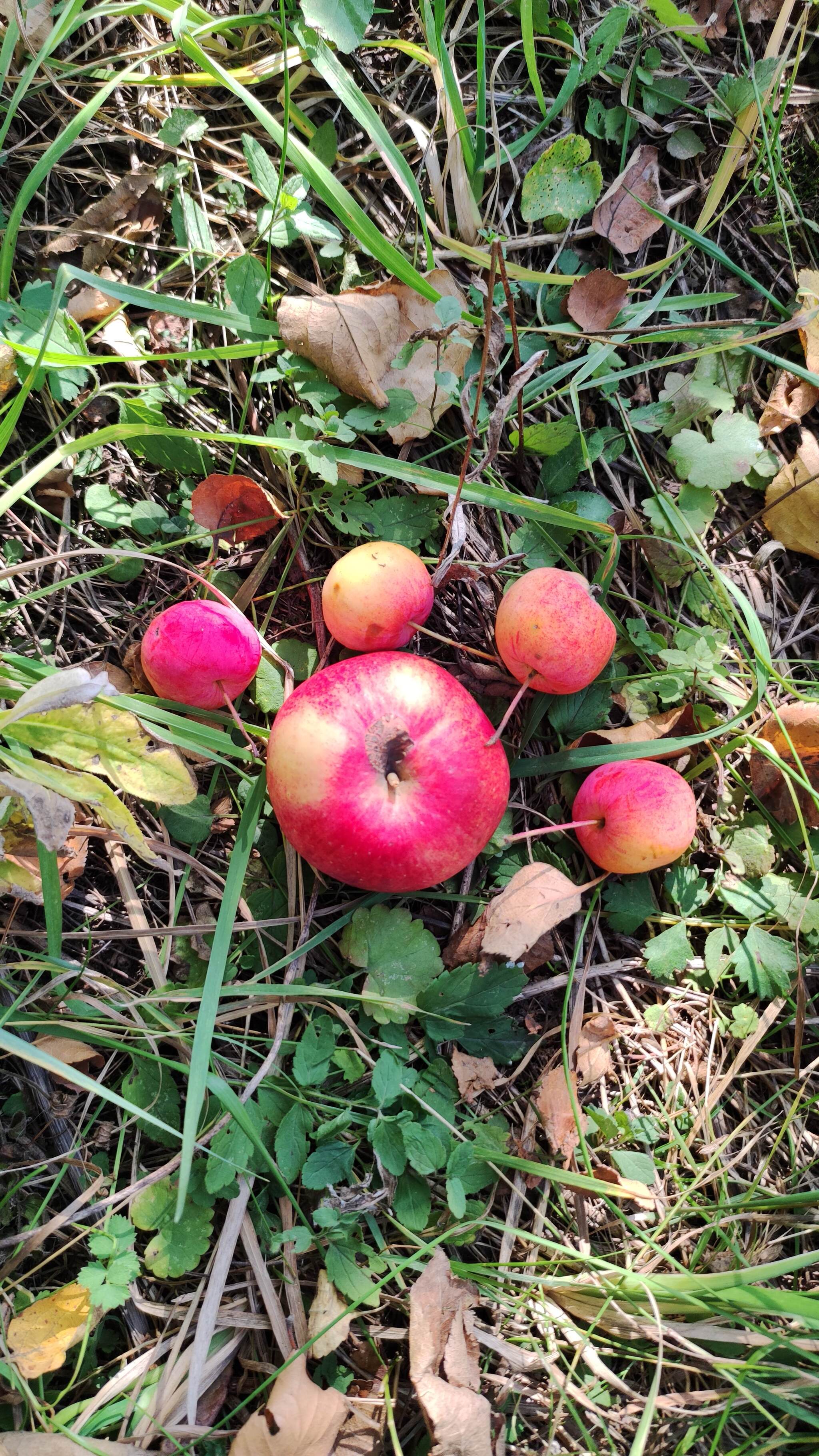 Adventures of the Apple King - My, Adventures, Mindflow, Longpost, Apples, Nature